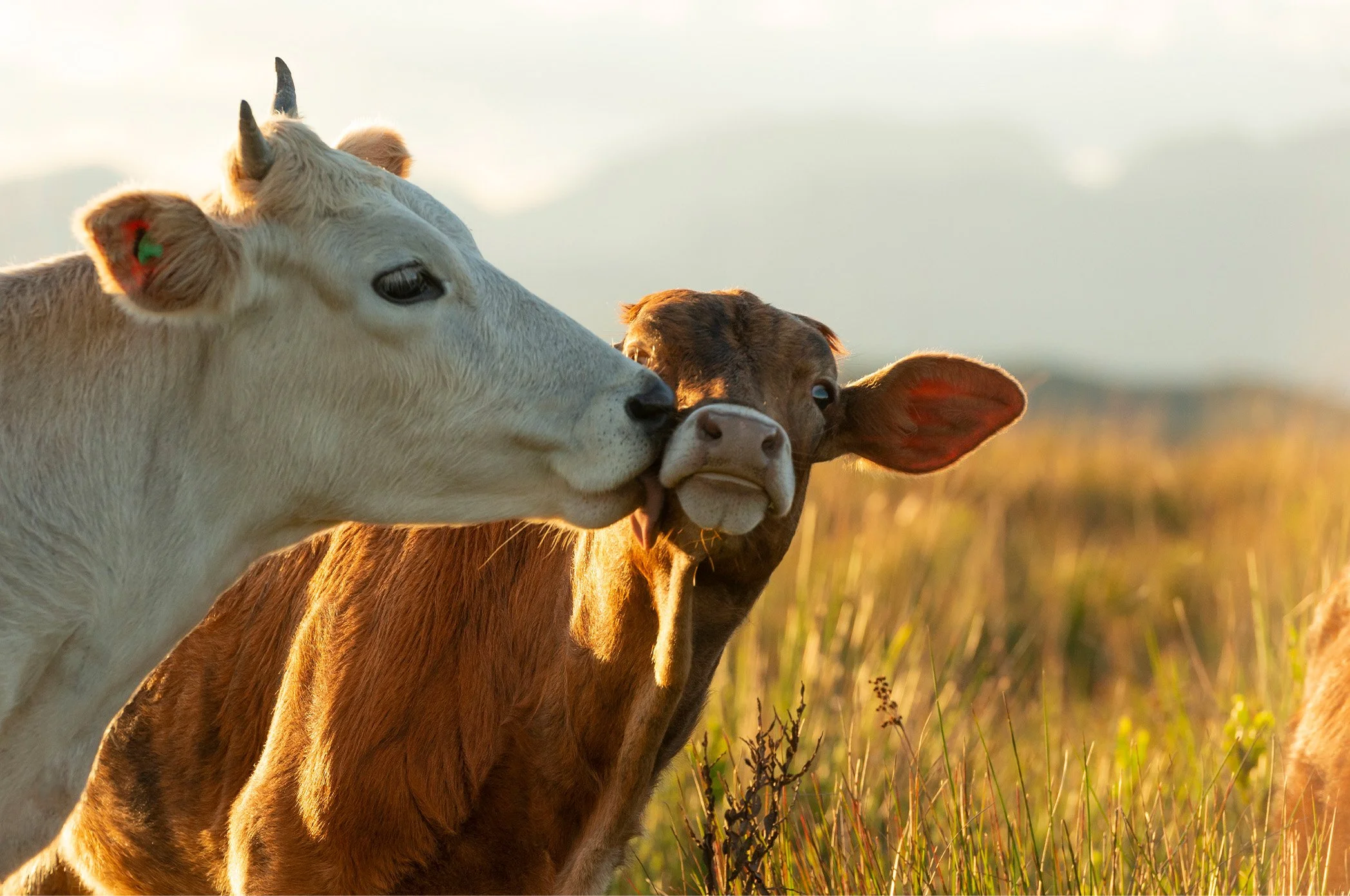 A white cow with horns licking the cheek of a younger brown cow. They are standing in a grassy field.
