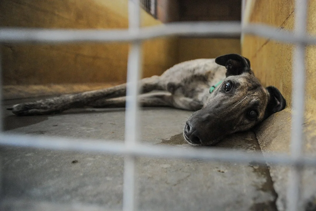 A greyhound laying on a concrete floor inside a small pen.