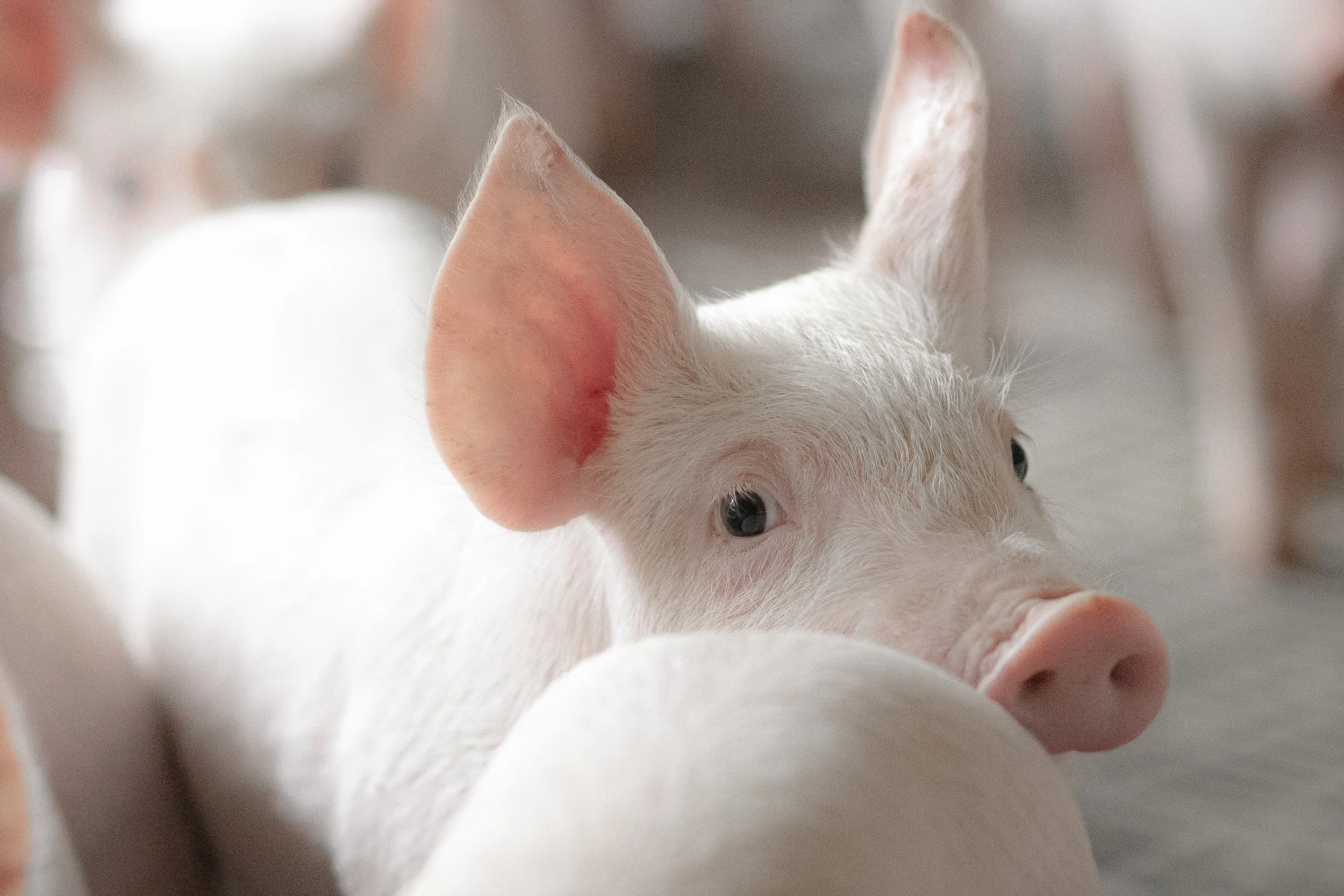 A close up of a young piglet looking into the camera. They are inside a concrete pen on a farm, and the background is blurry.