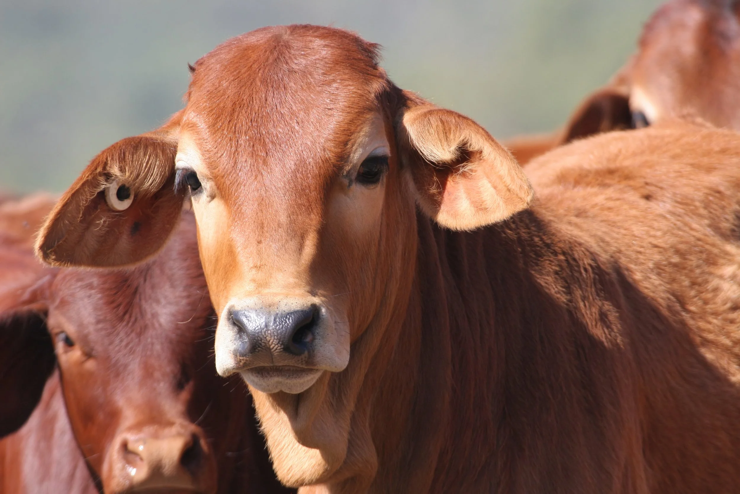 A close up of a brown Brahman cow looking at the camera.