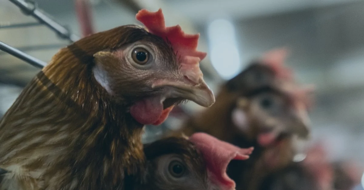 Workshop: Advocate for animals in NSW