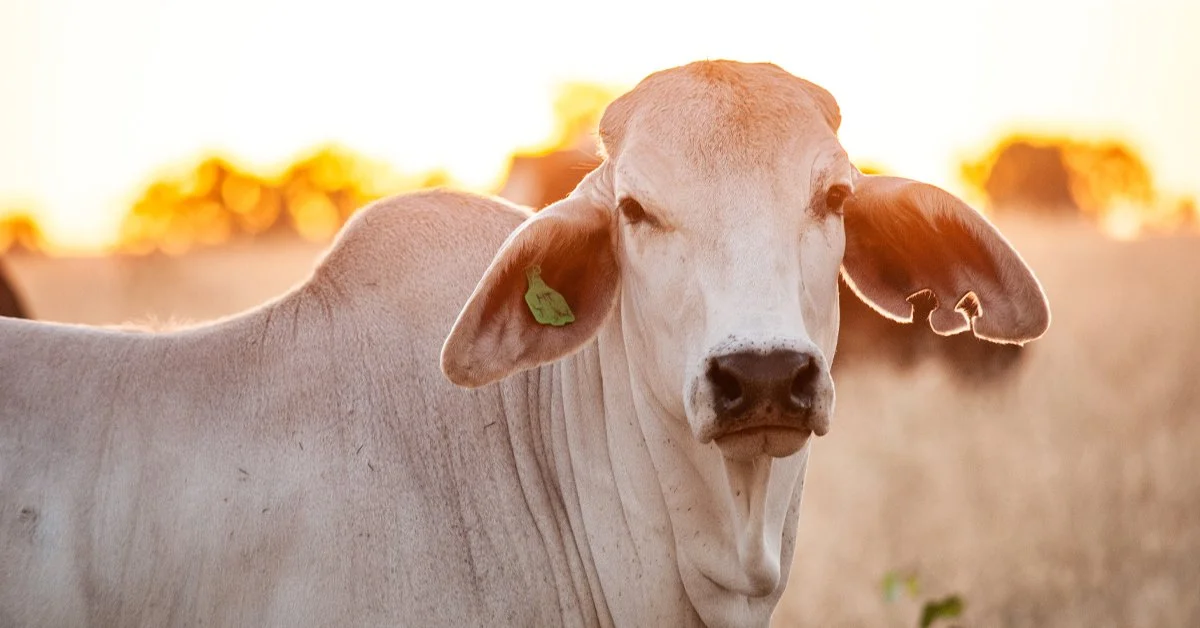 Submission to the Review of the Australian Standards for the Export of Livestock (ASEL) 4.0 – Tranche 2