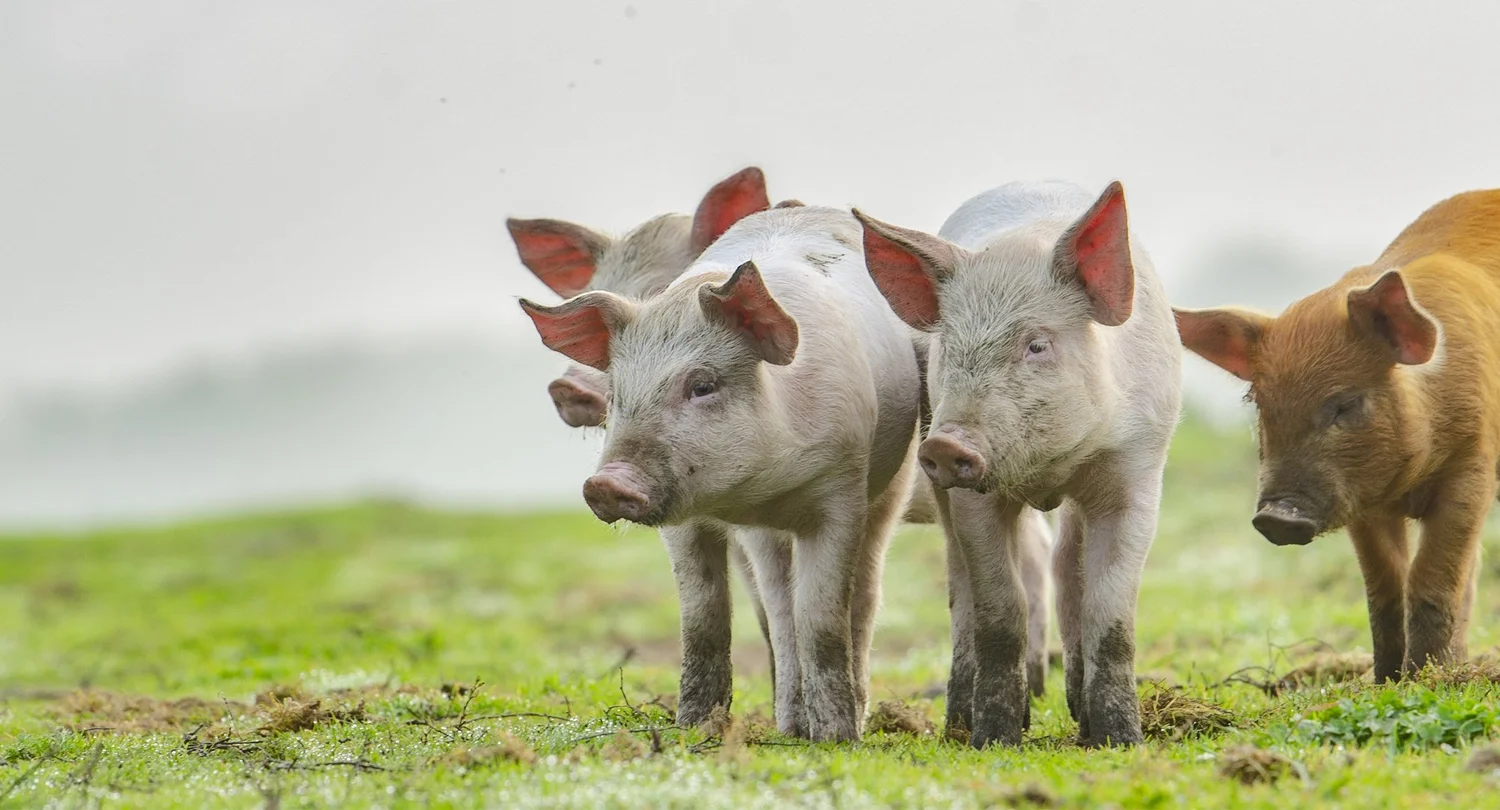 Careers — Australian Alliance for Animals