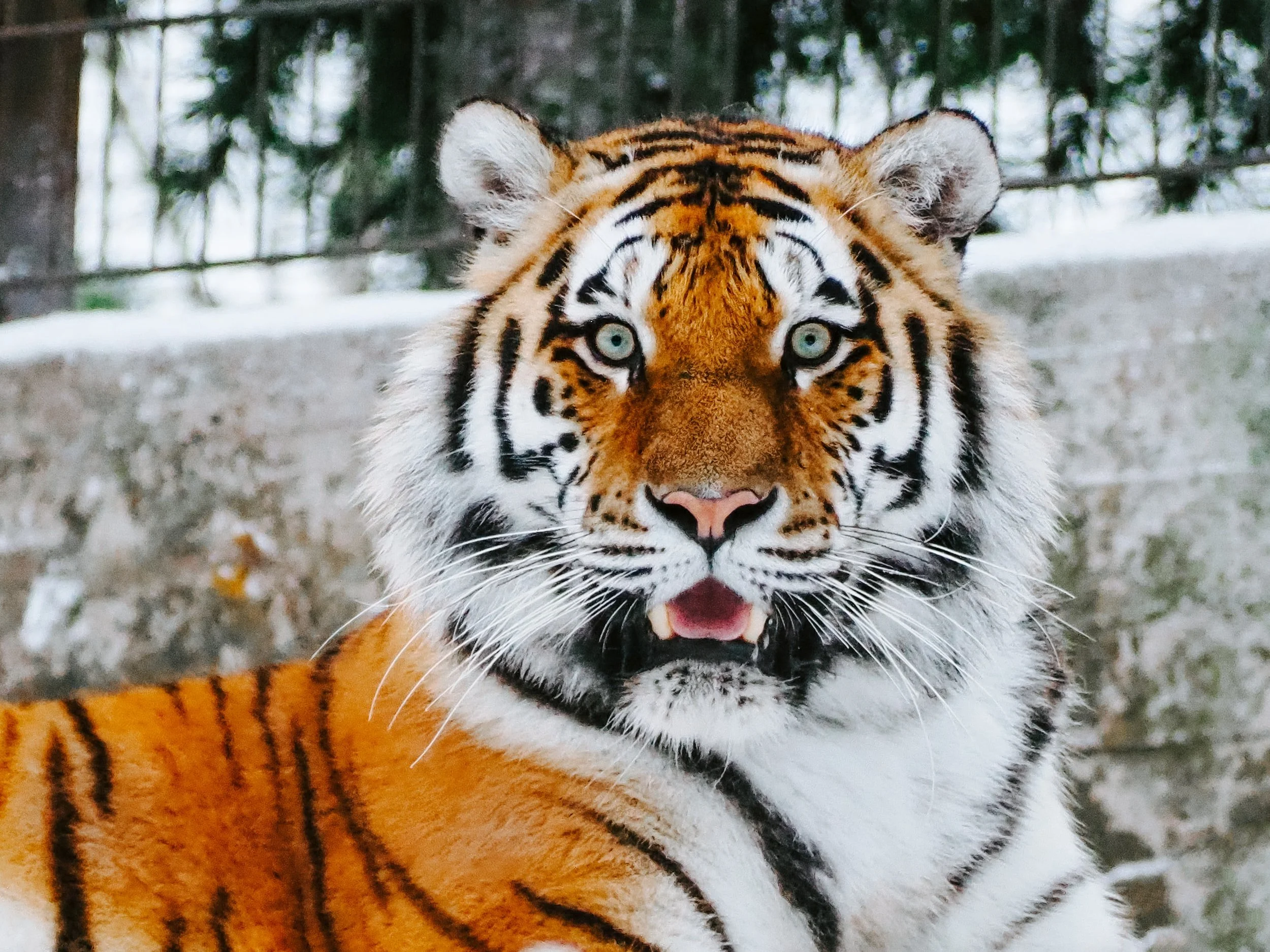 Year of the Tiger