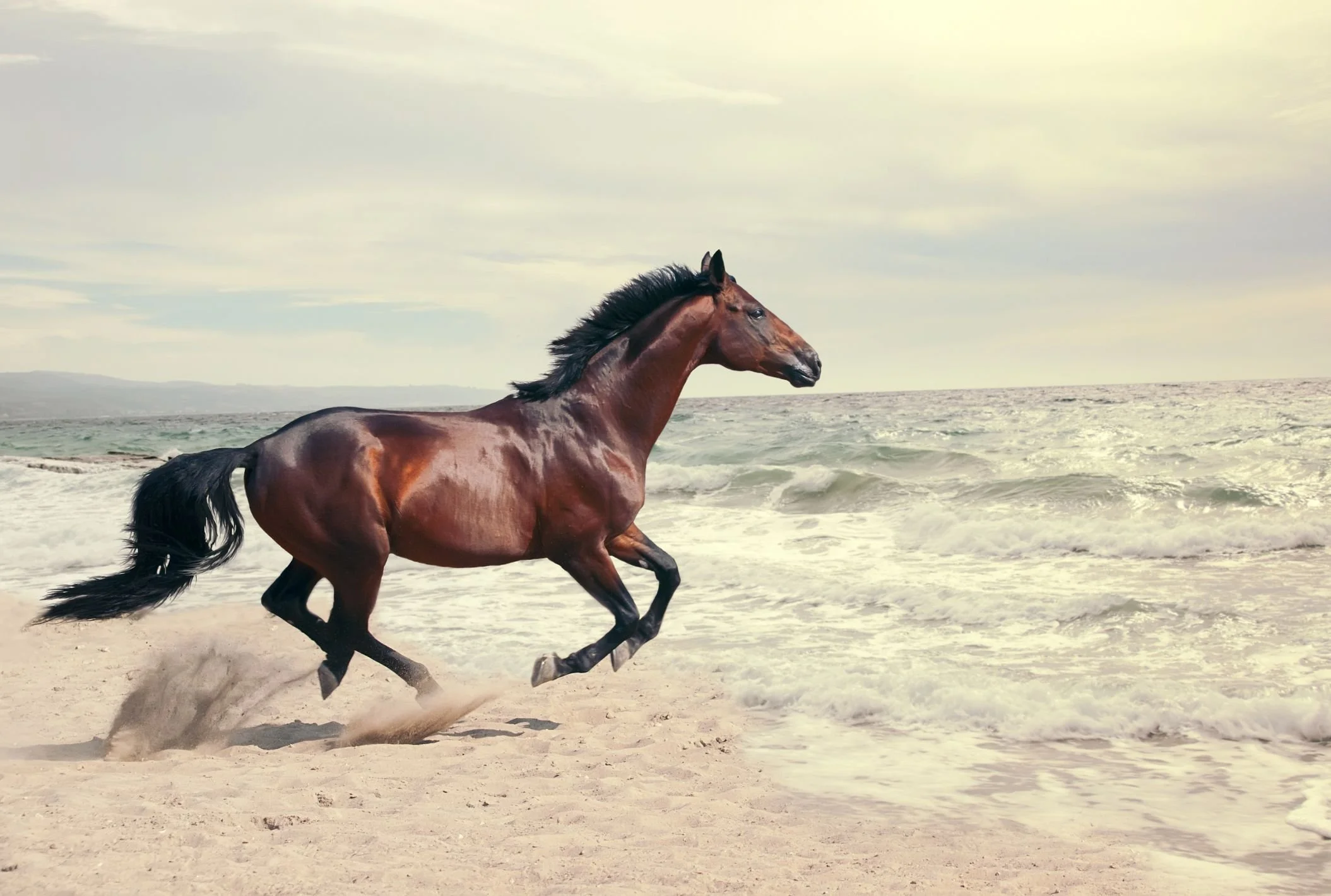 New Horse Racing