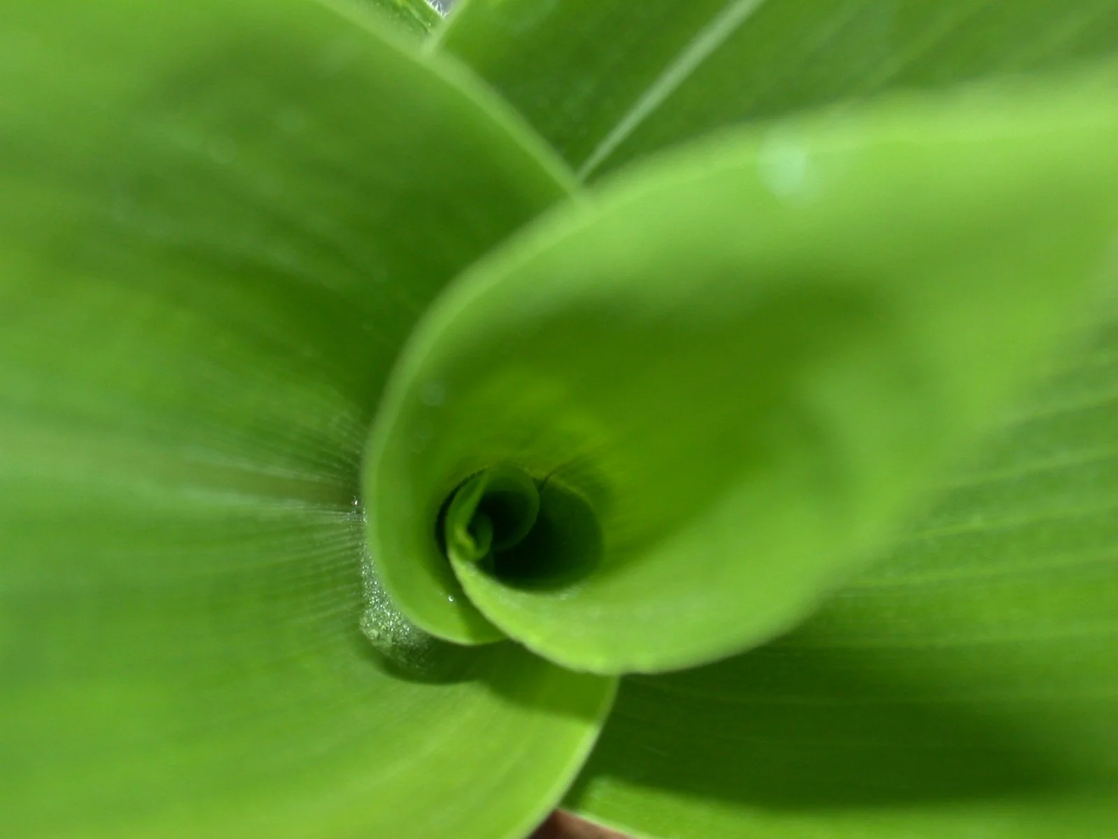 pos9_corn spiral.jpg