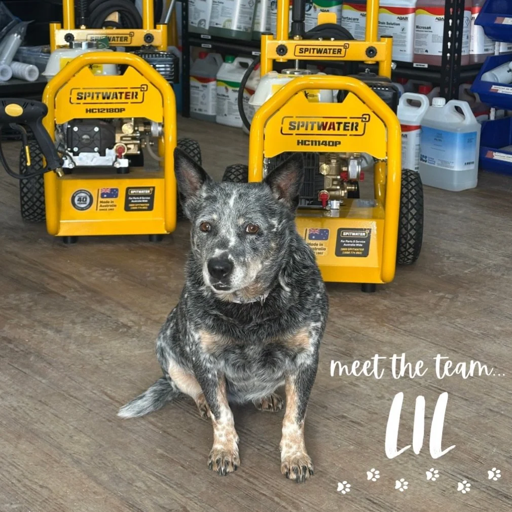 MEET THE TEAM - LIL 🐾🐶

Name: Lil

Nickname: Lillian, Lil Lil, Blue Dog 💙

Job Title: Office Dog / Staff Supervisor / Security 🔒

Fav MGE Product: the office snacks 🍿🍬

Fav Spitwater Product: AS59 Vacuum (to bark at) 😇

Coffee Order: Puppuchin