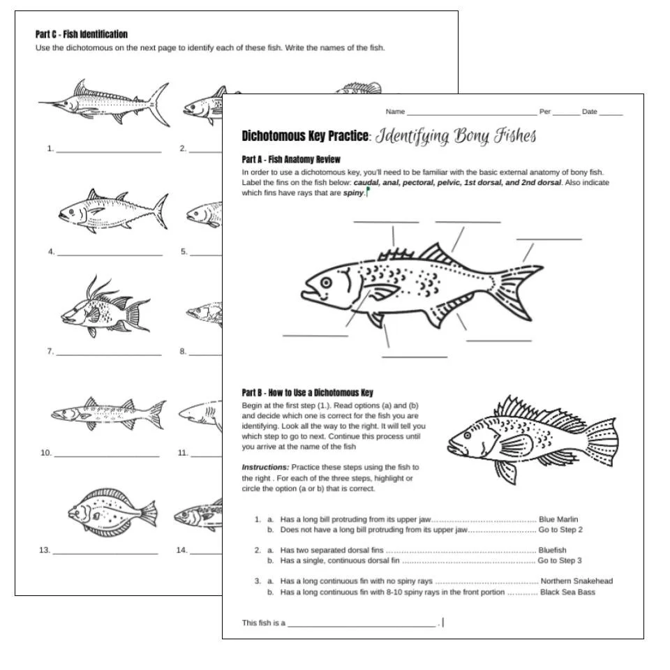 COVER - Fish.jpg