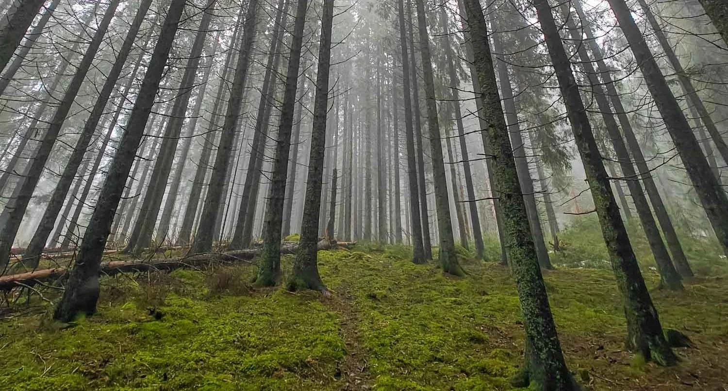 Finnish spruce forest.jpg