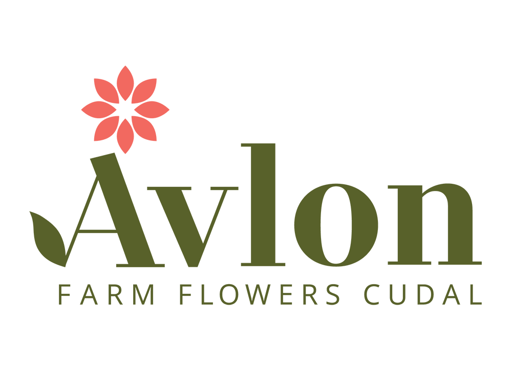 avlon.png