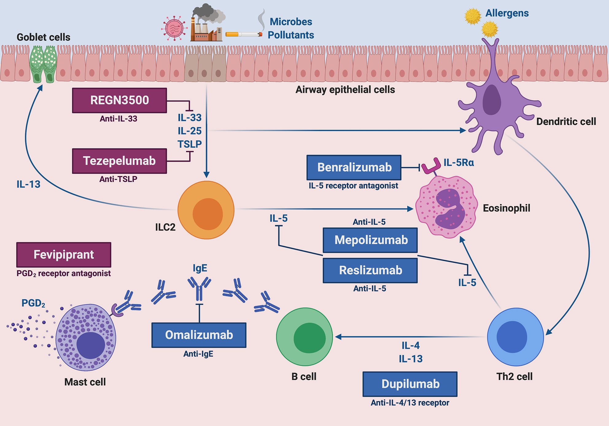 Biologic therapies for asthma the itch podcast