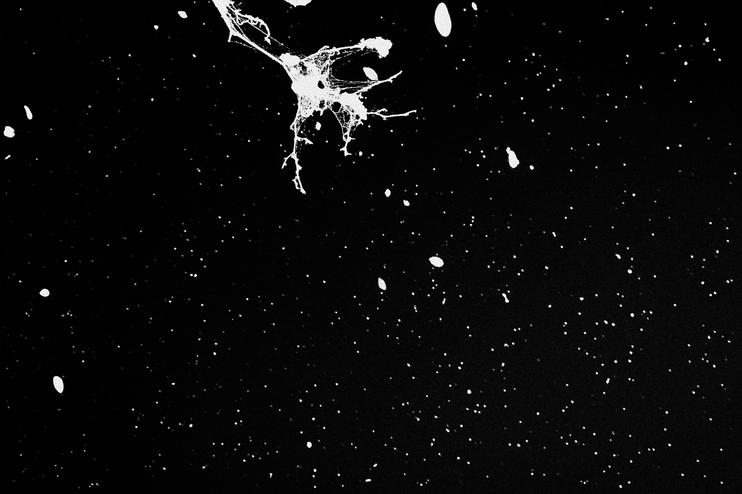 Black and white abstract image with random white splatter patterns on a black background, resembling stars or paint splatter.