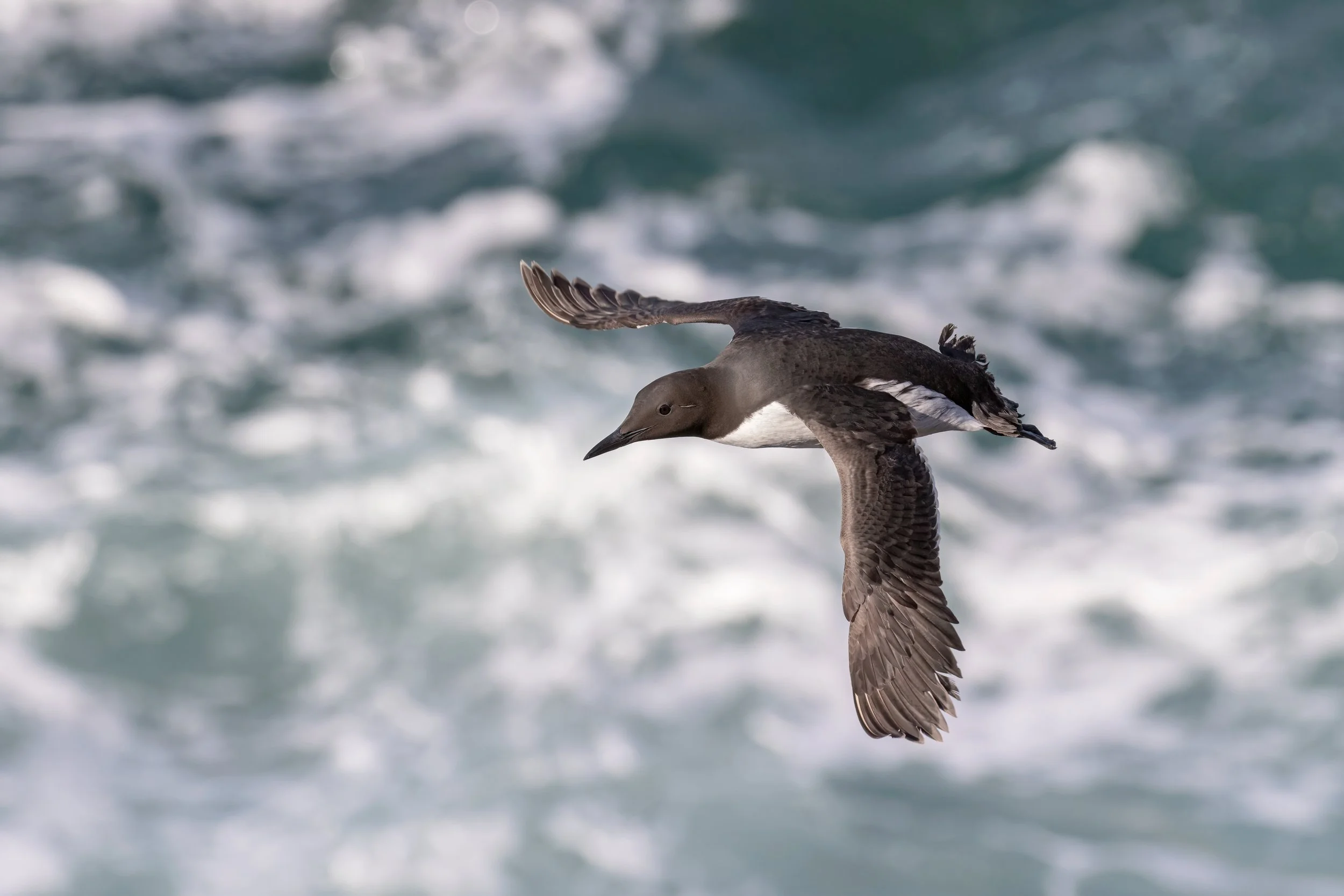 Guillemot over the sea