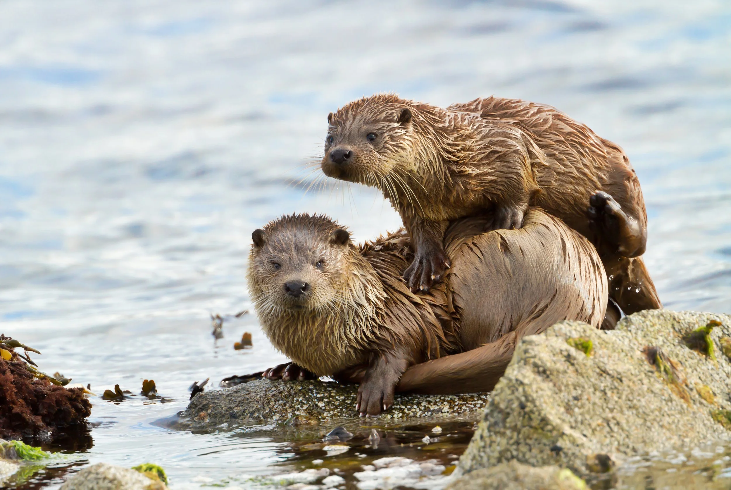 Young otter with its mother