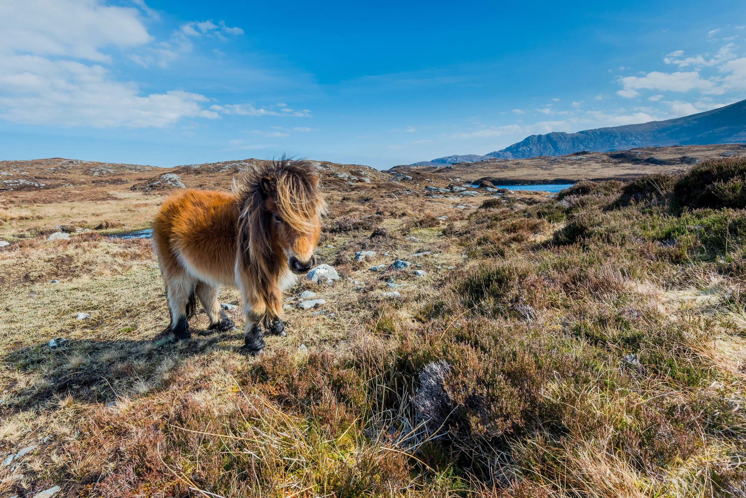 Shetland Pony standing in the meadow