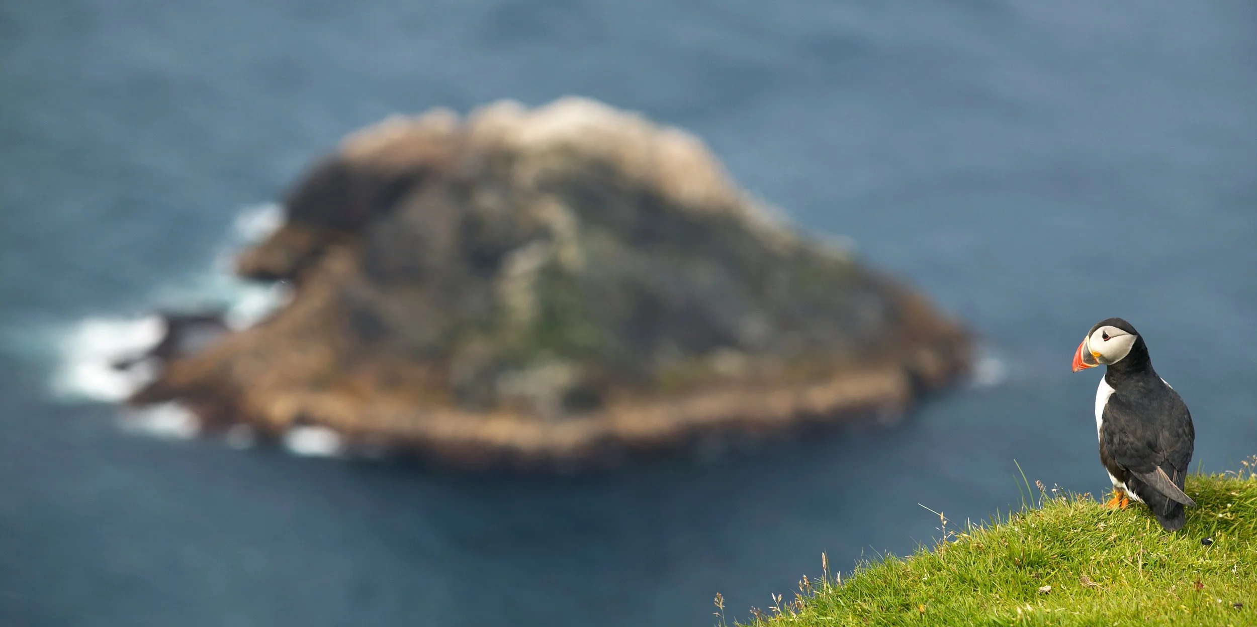 Puffin overlooking rocks