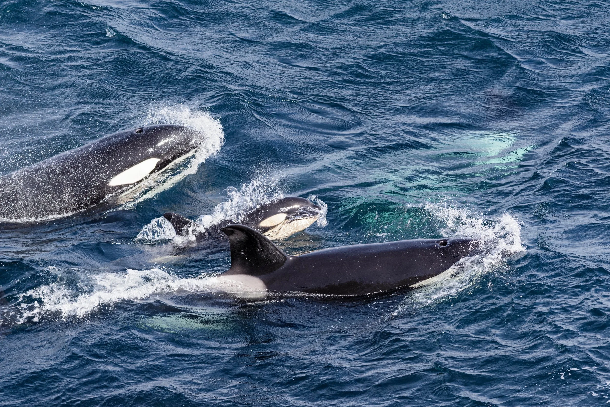 Three orcas in the sea