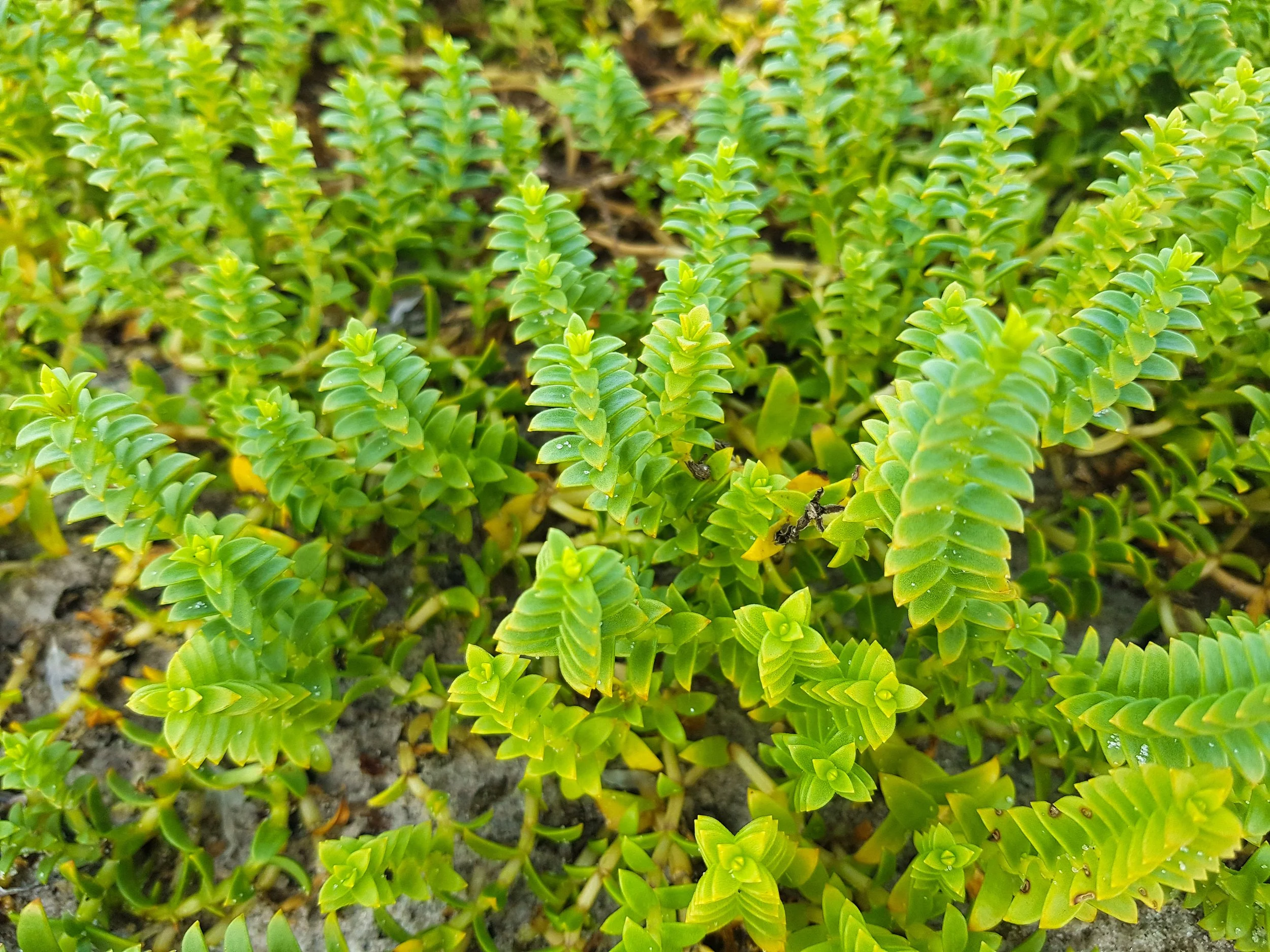 Sea sandwort Close Up
