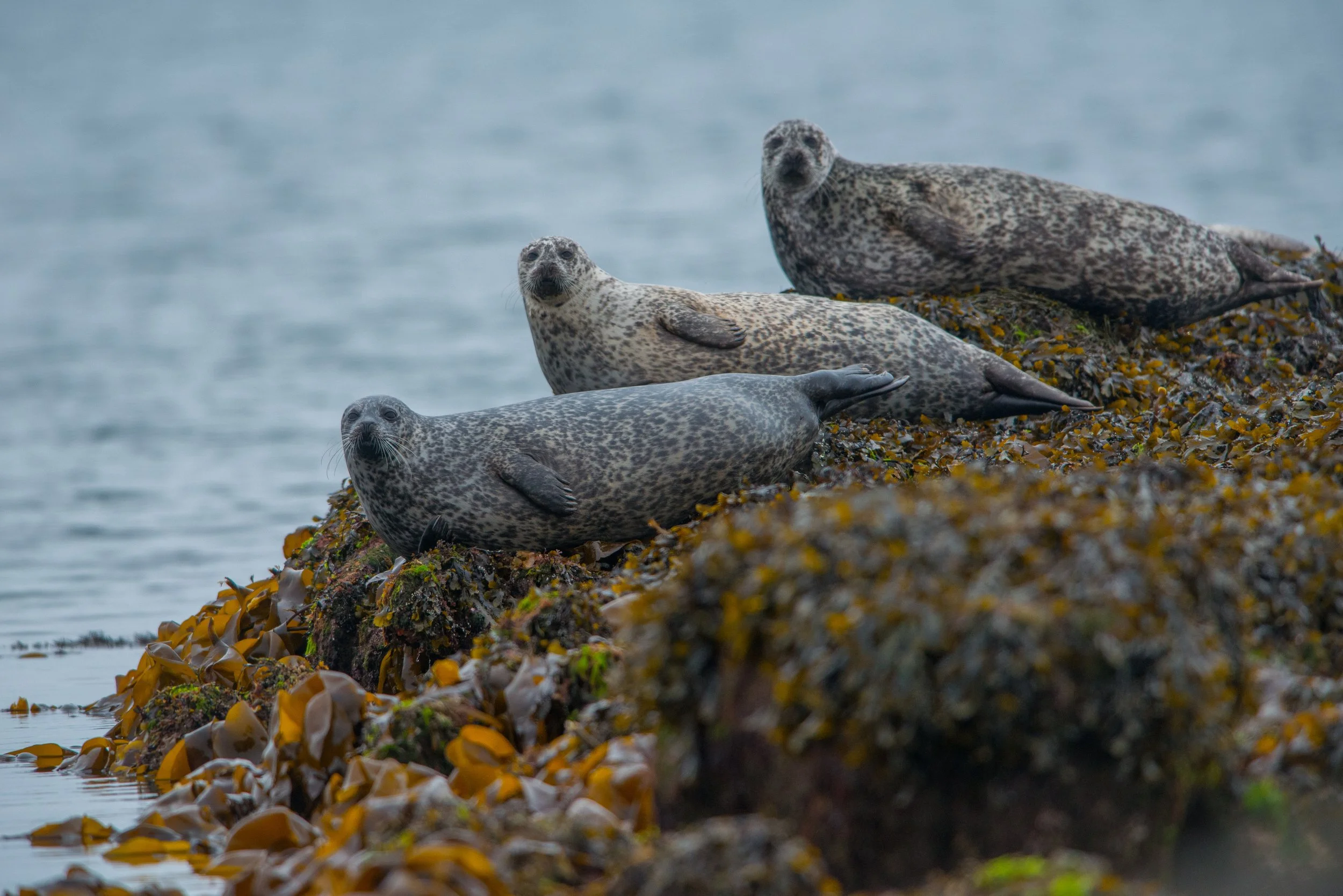 Seals lying on a rock
