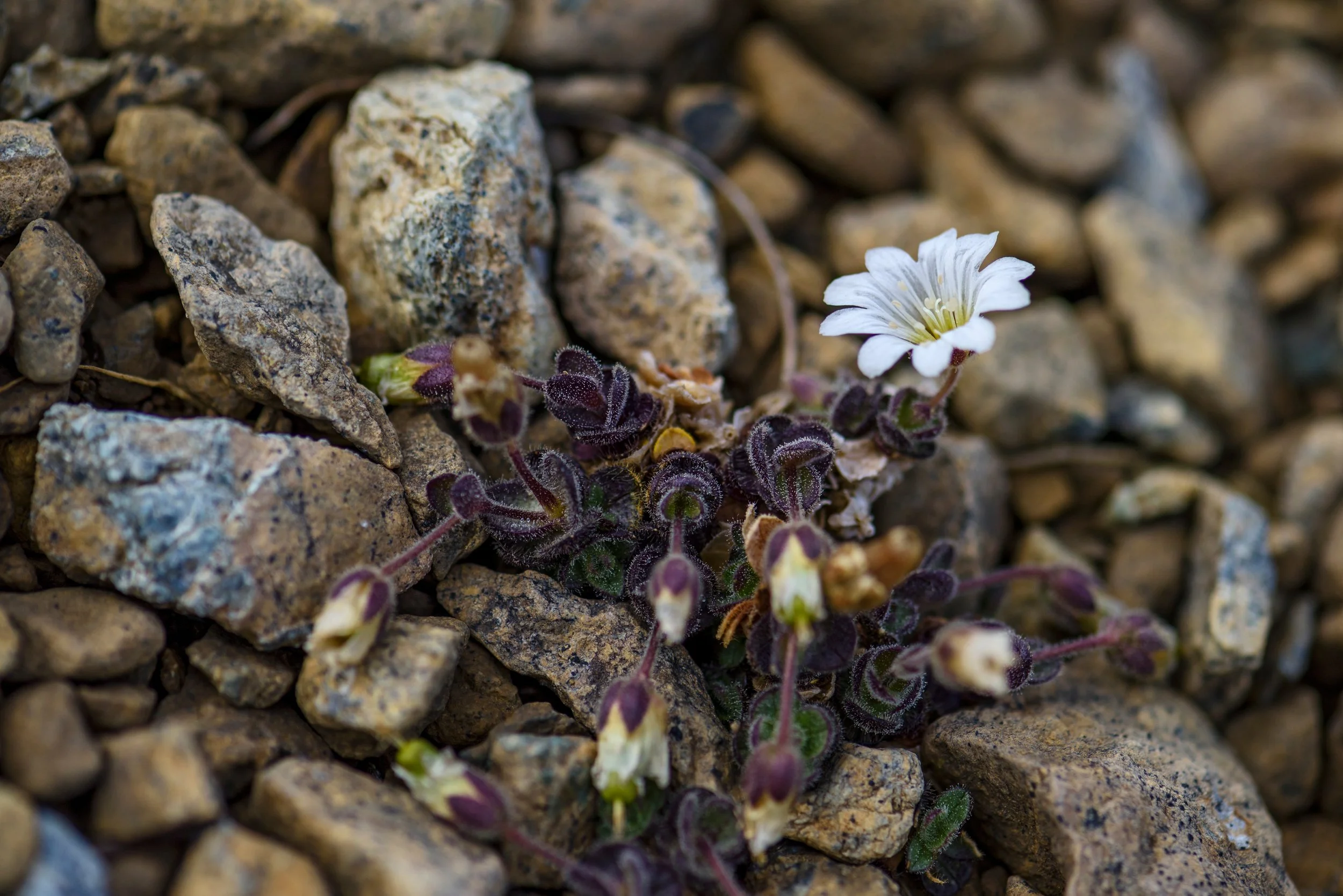 Shetland Mouse-ear Close Up