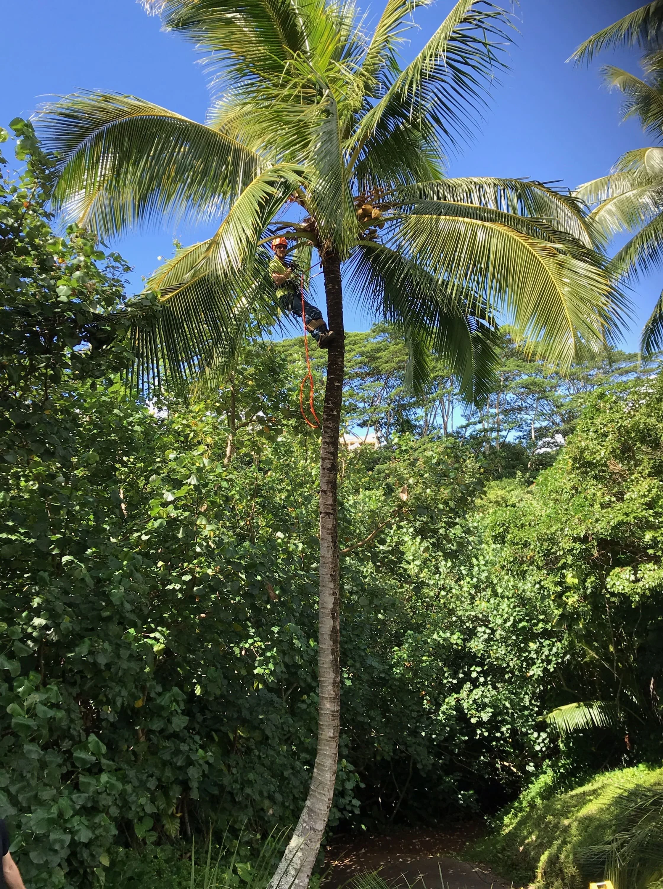 tree trimming charleston.JPEG