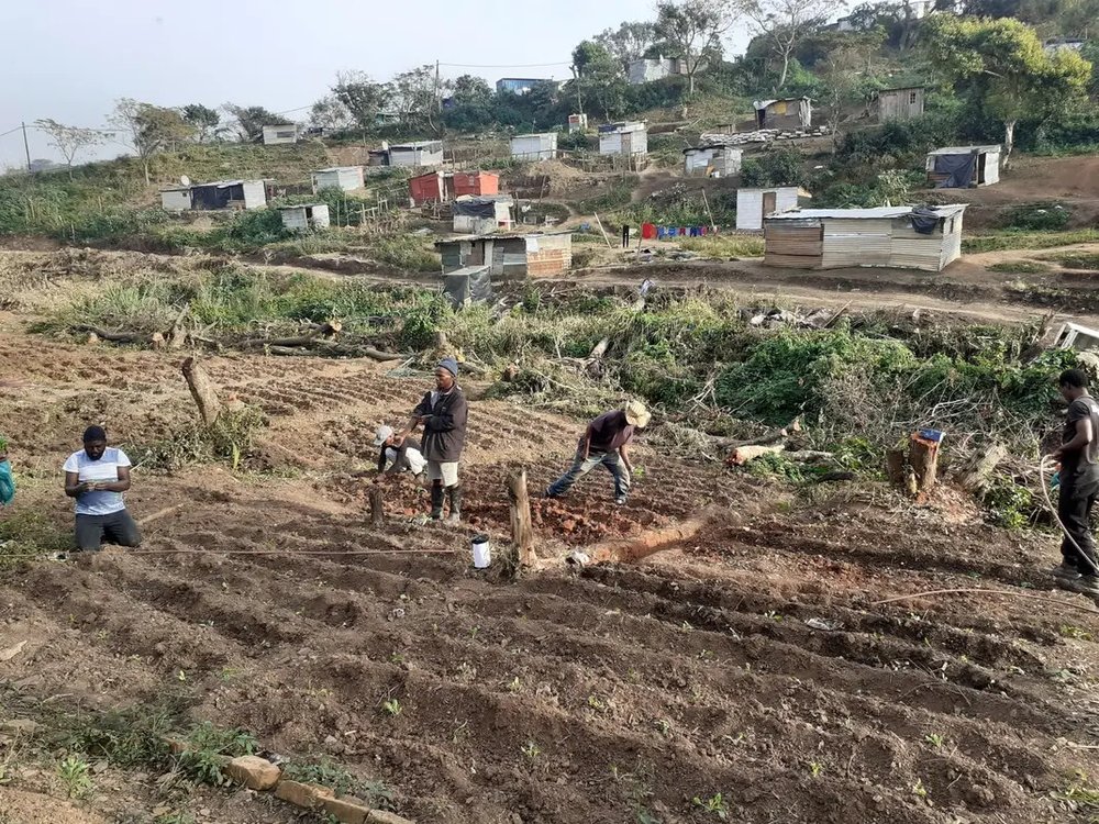  Community members collectively work on the garden, sell produce and distribute amongst the iKhenana commune for food. 