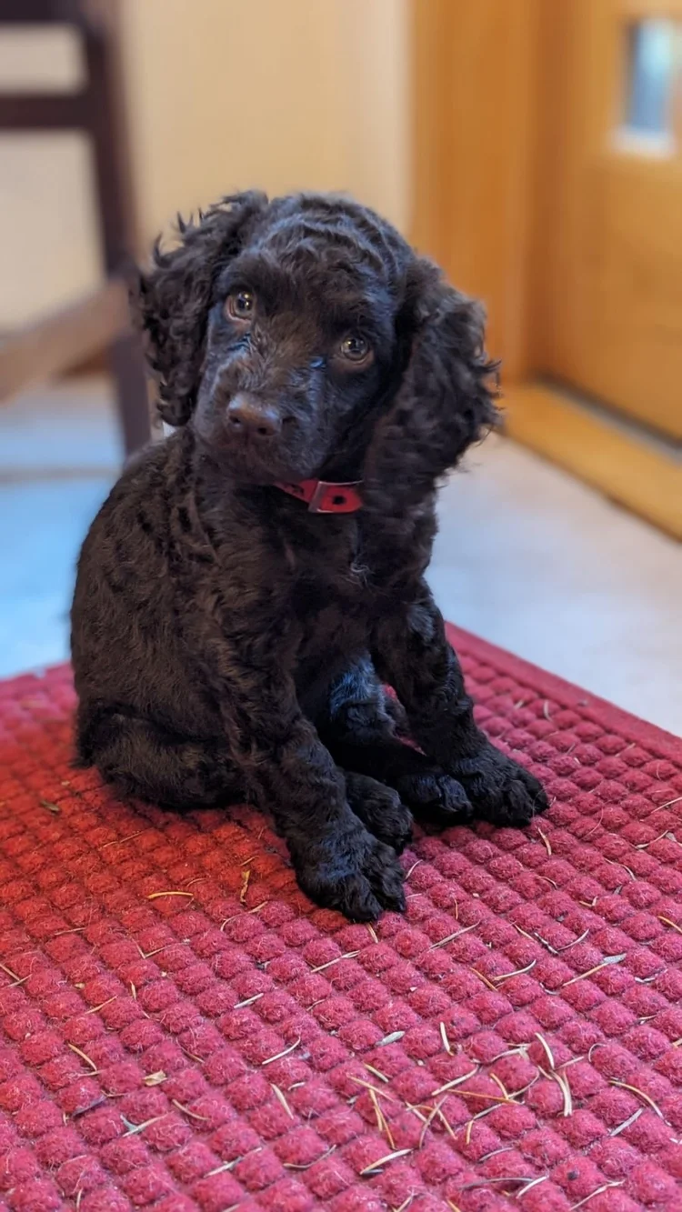 Photo Gallery — Little Brownies Kennel American Water Spaniels