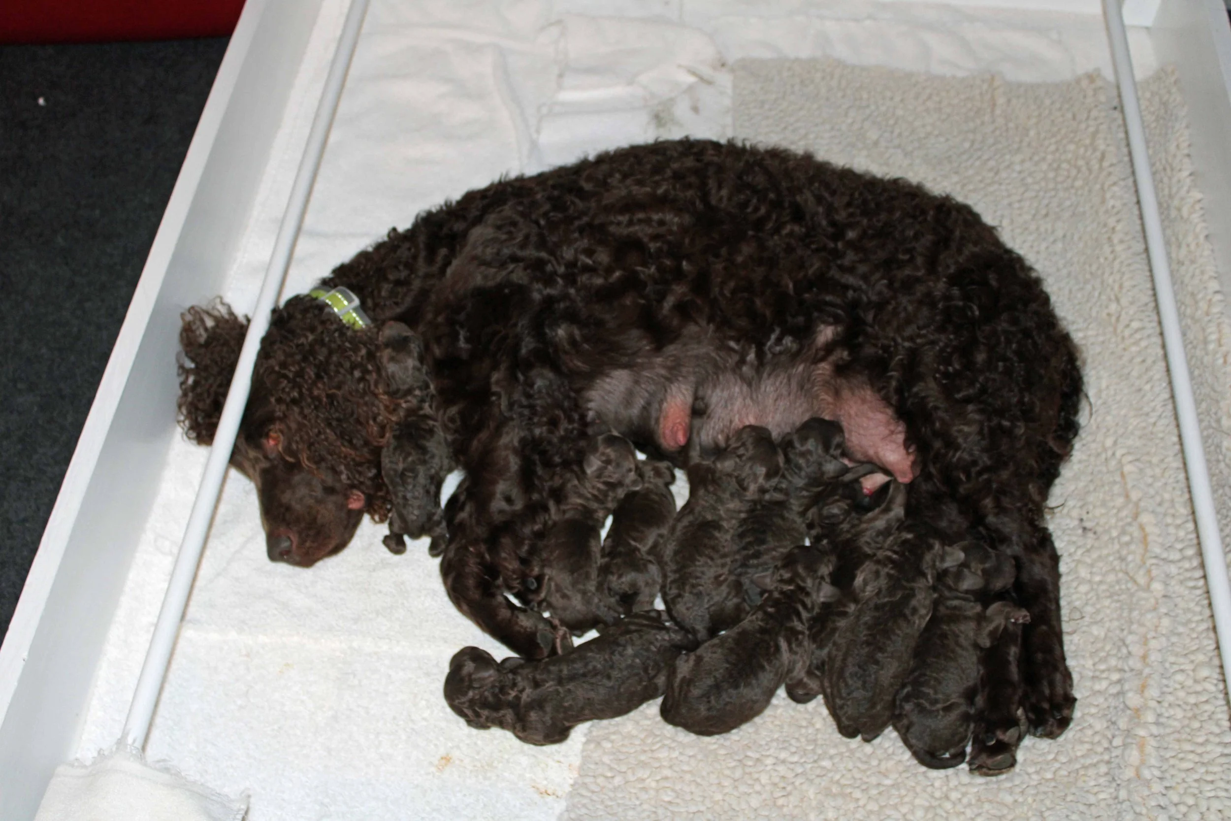 One hour after birth all pups nursing