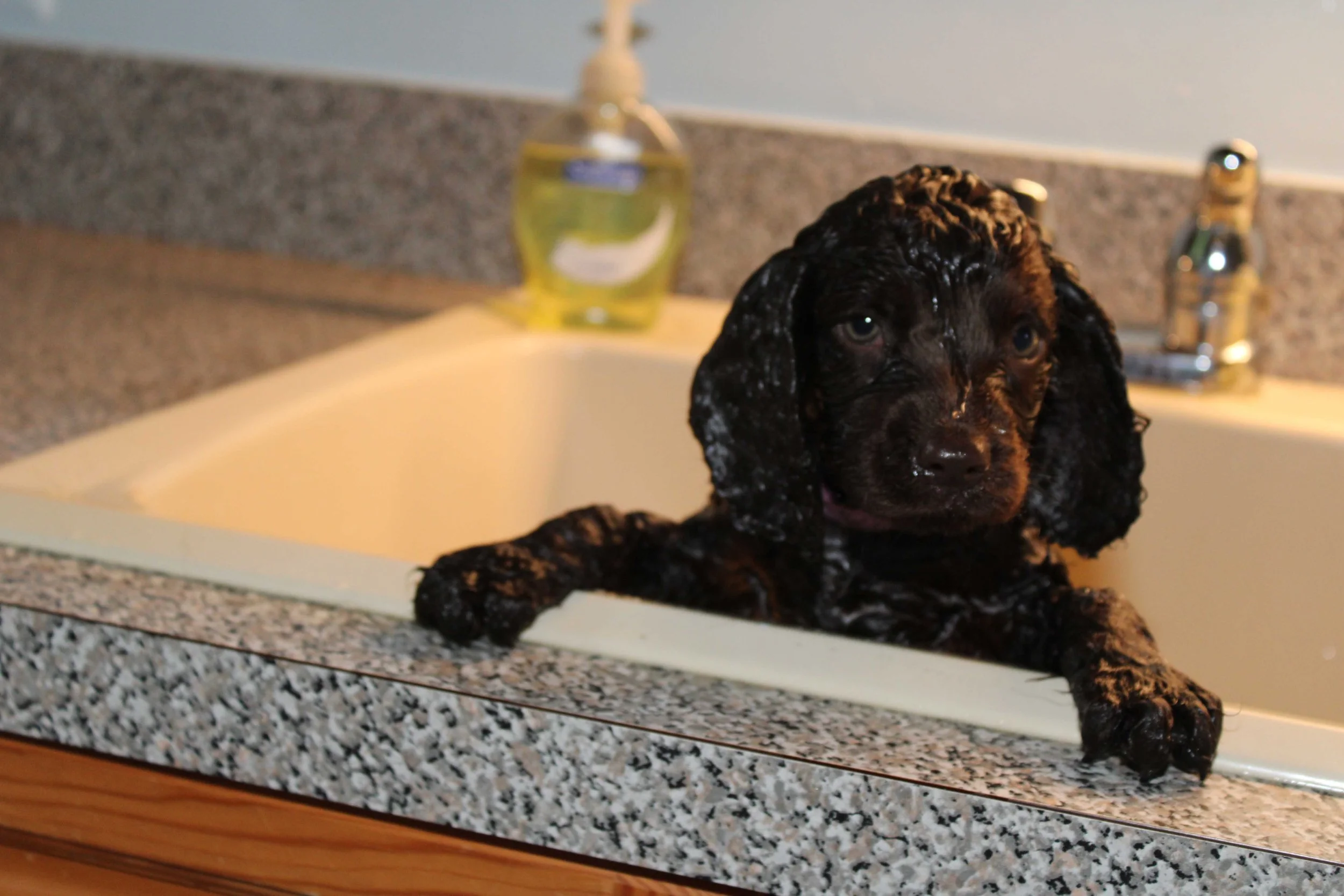 Puppy bath