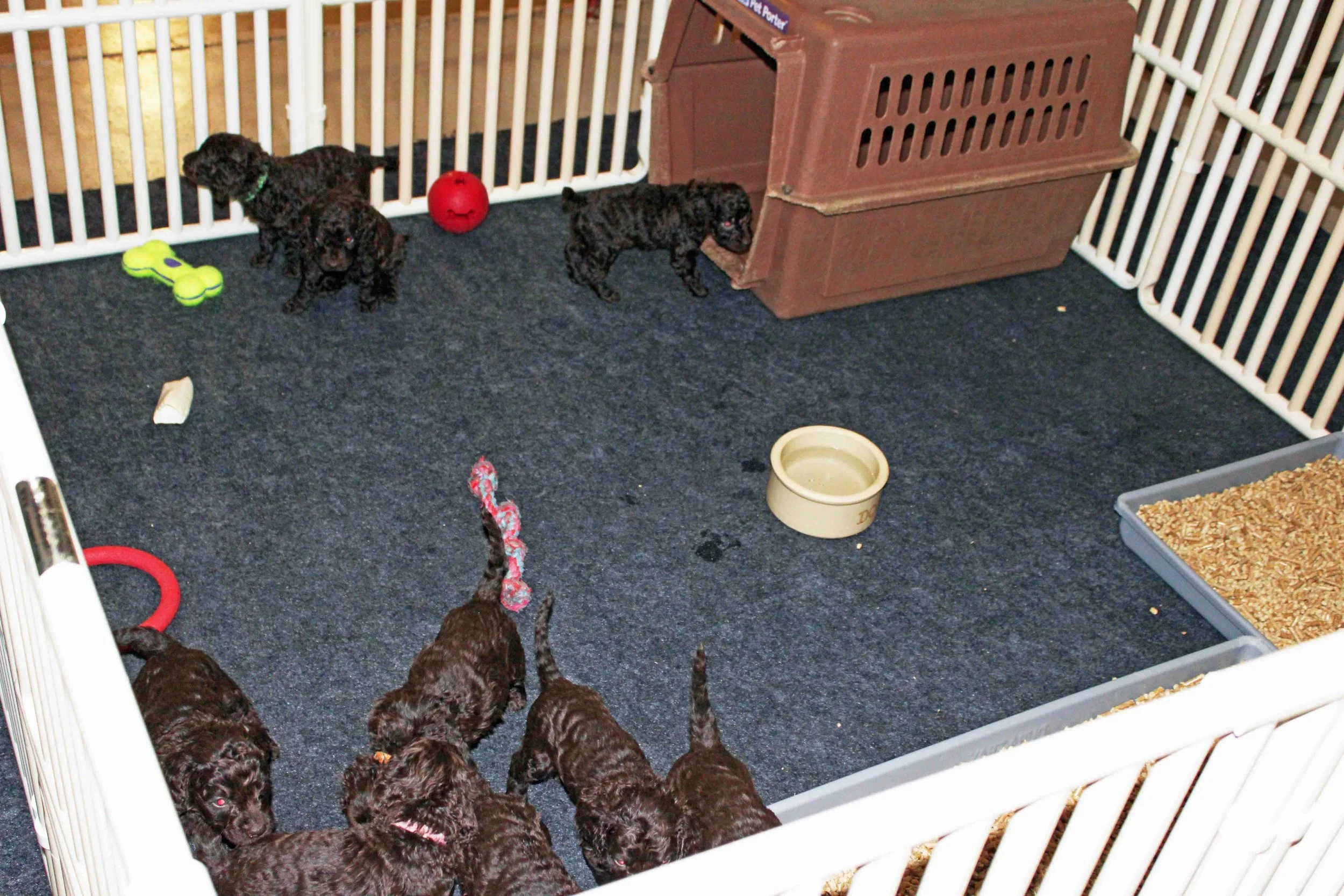 The pups' second pen