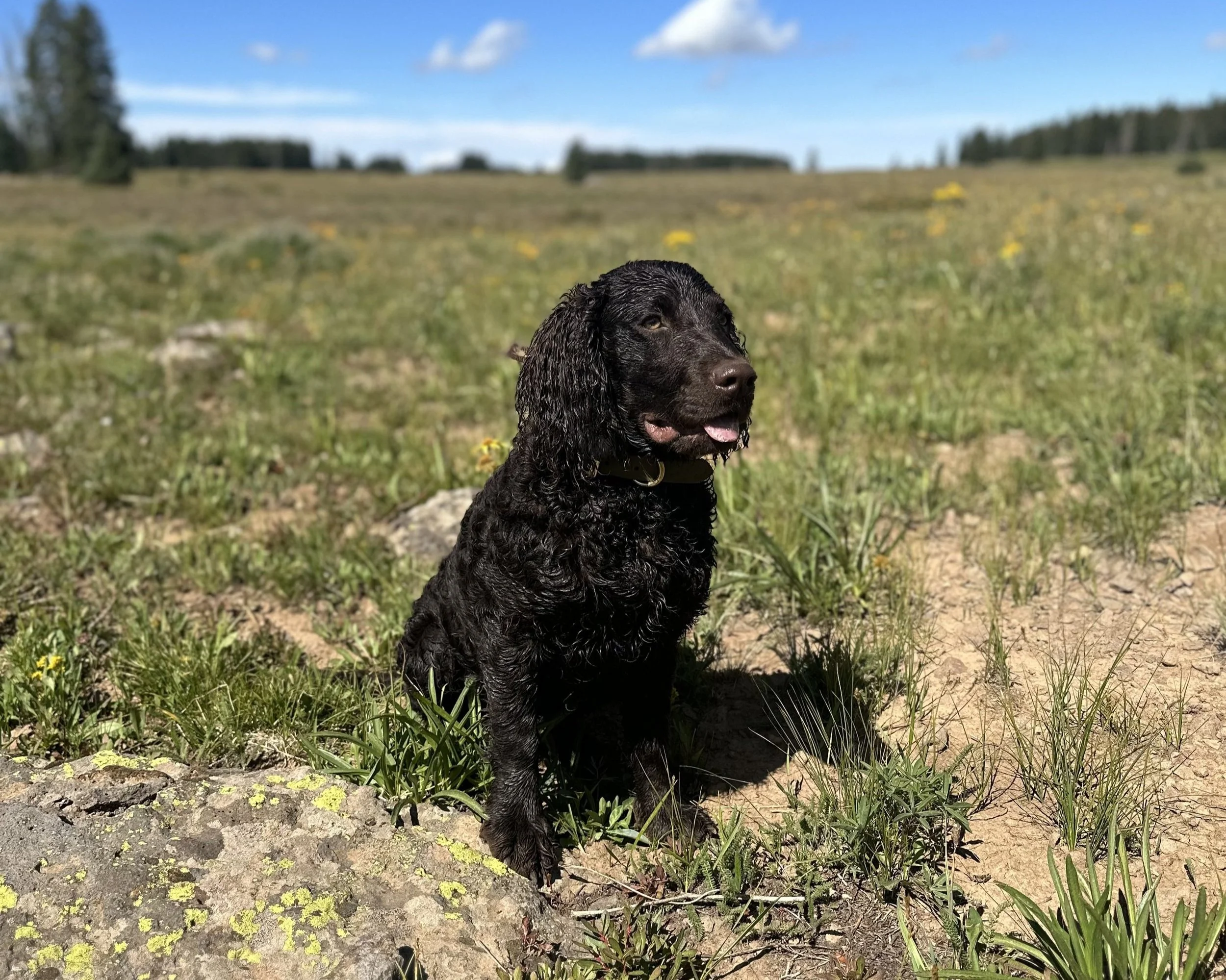Photo Gallery — Little Brownies Kennel