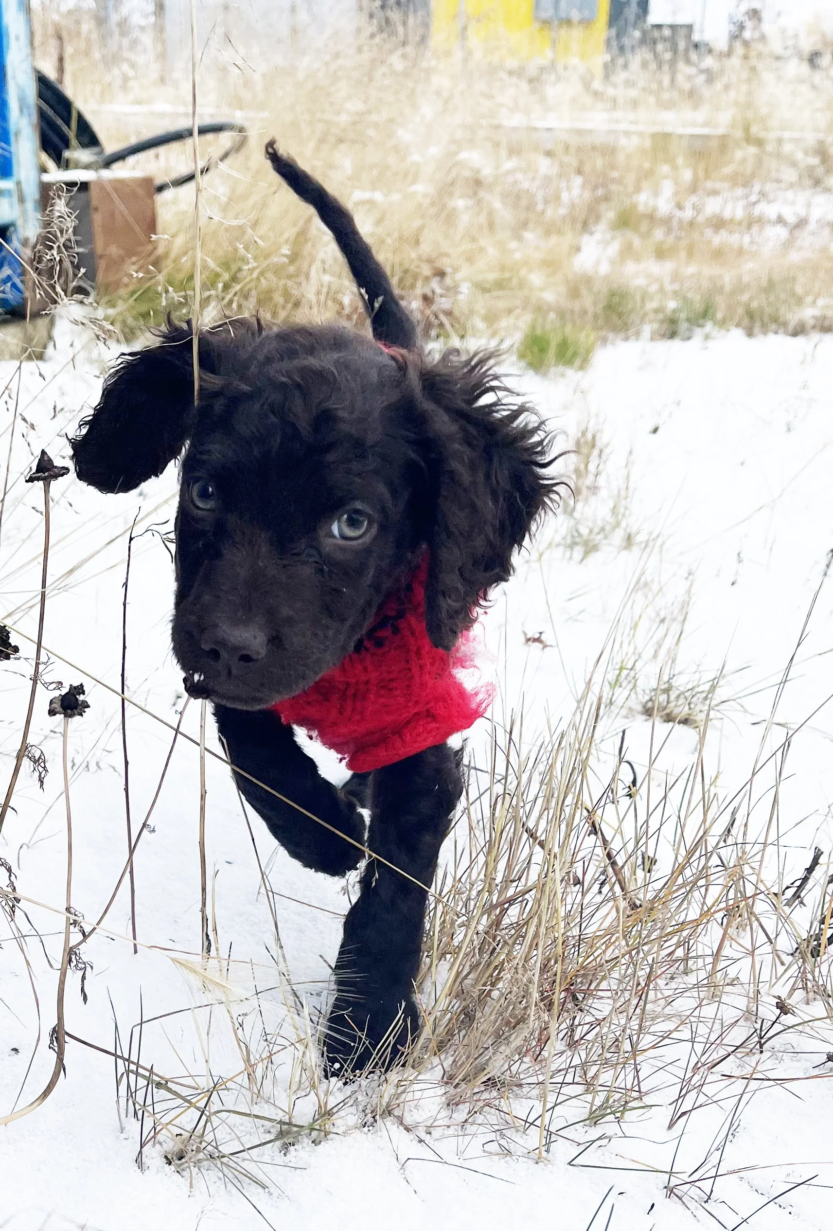 Photo Gallery — Little Brownies Kennel