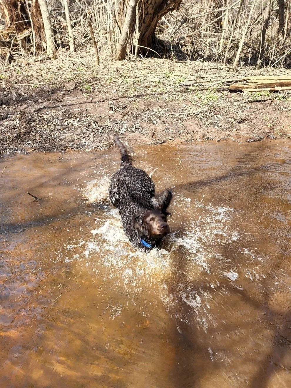 Photo Gallery — Little Brownies Kennel
