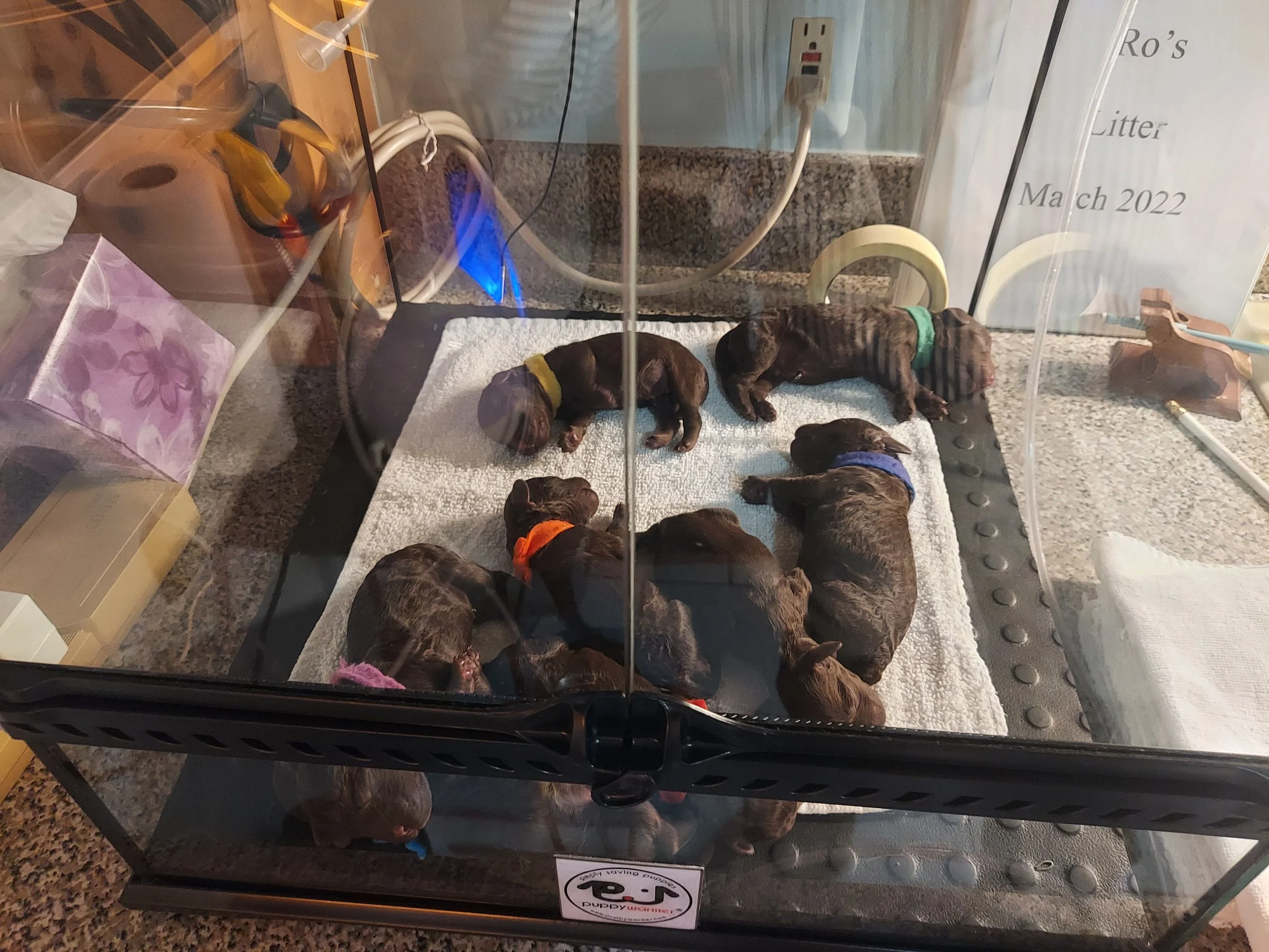 Pups in the incubator