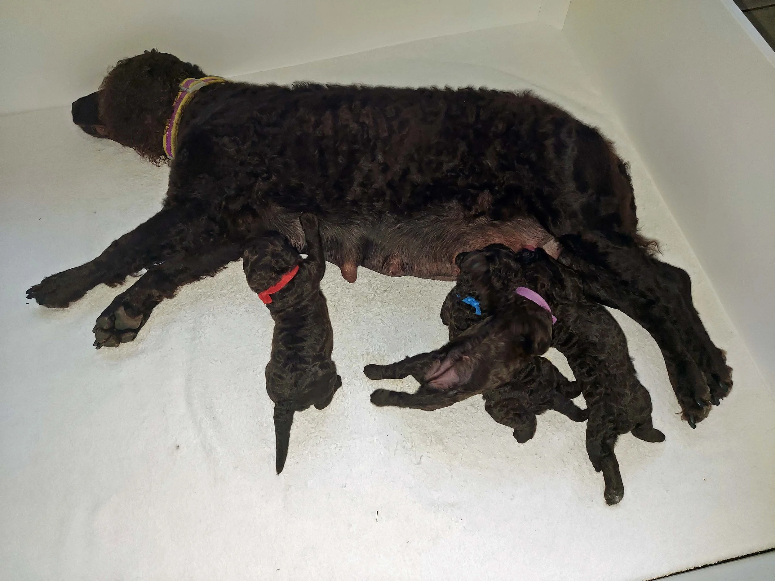 Daffne nursing her pups