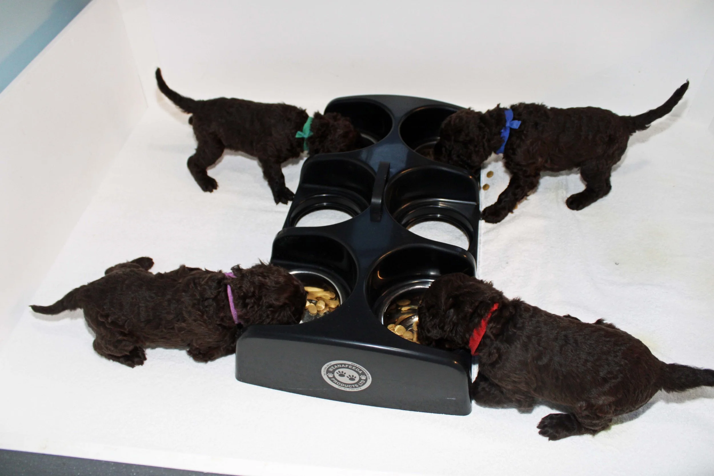 Daffne's pups eating at feeding station