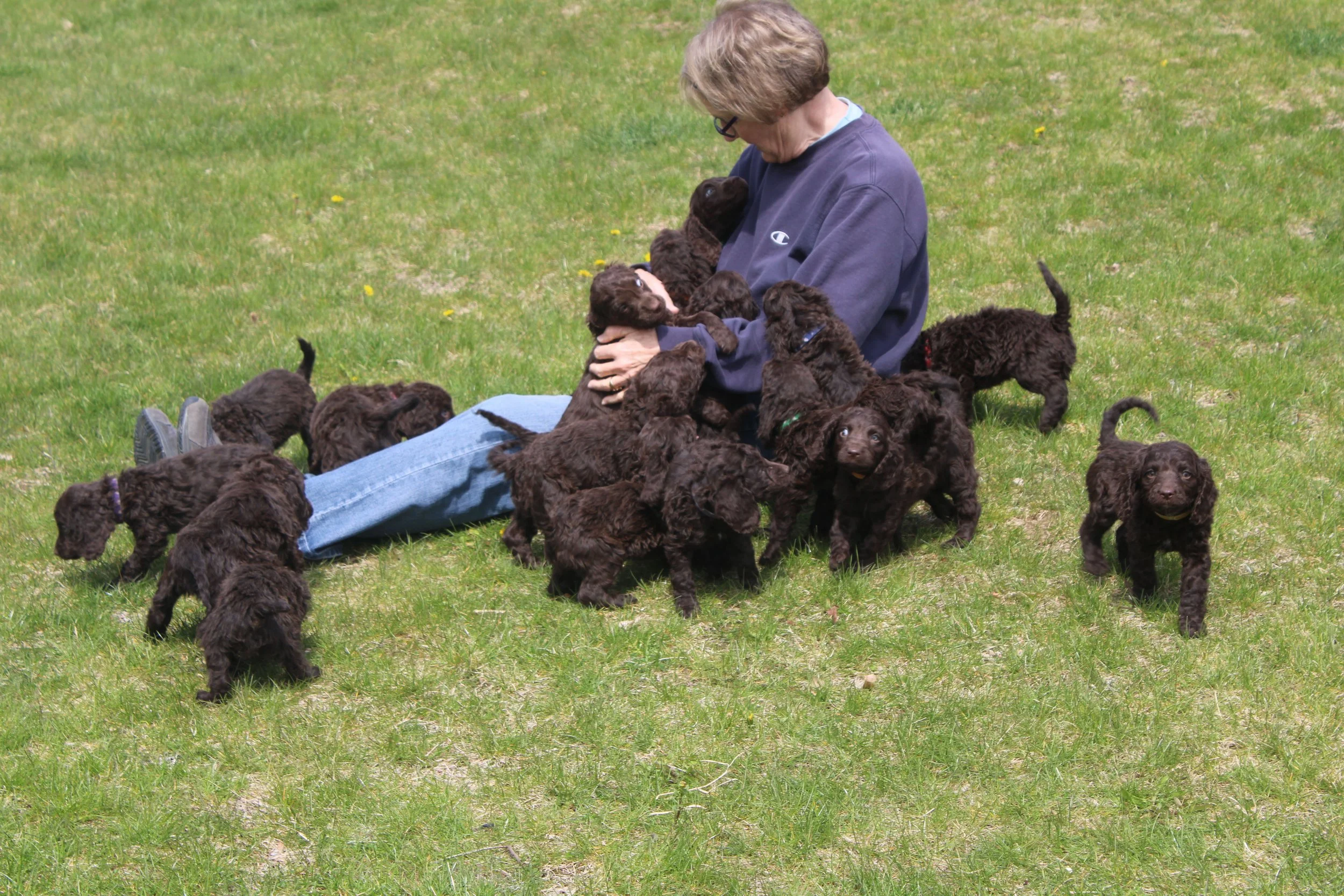The pups meeting their cousins from Daffne's litter