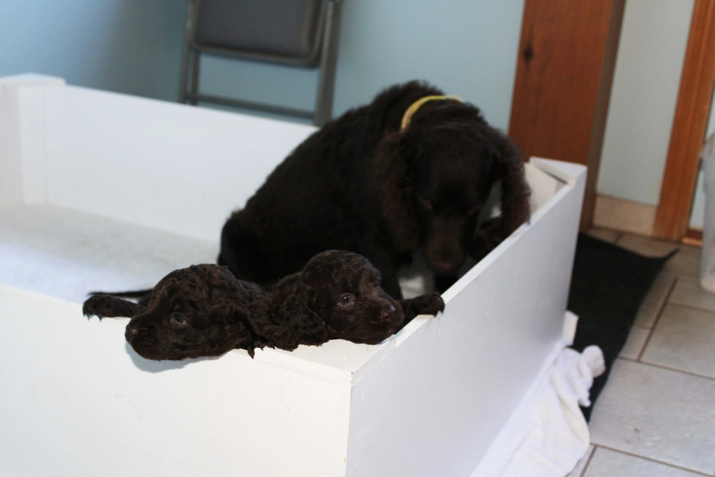 Pups trying to climb out of box