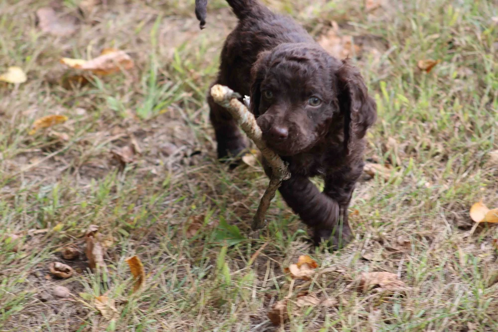 Previous litters — Little Brownies Kennel American Water Spaniels