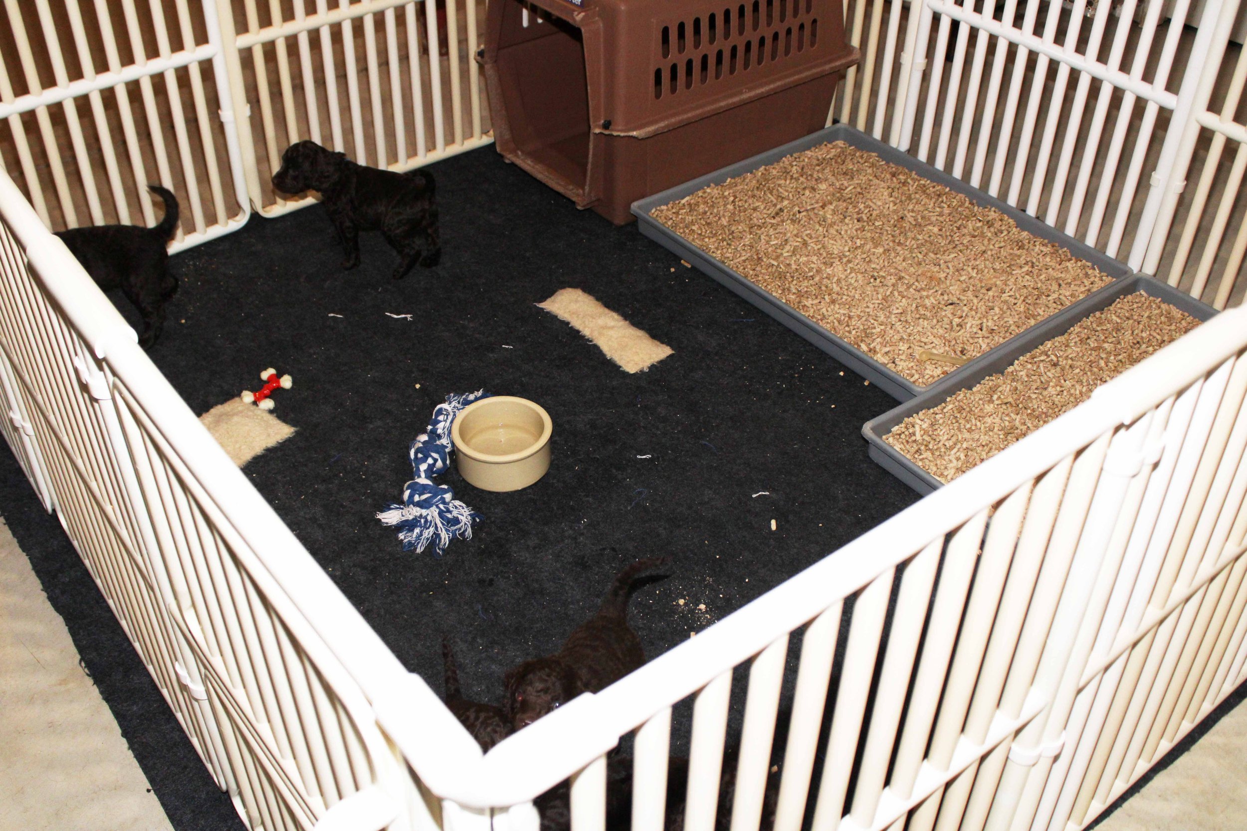 American Water Spaniel puppies