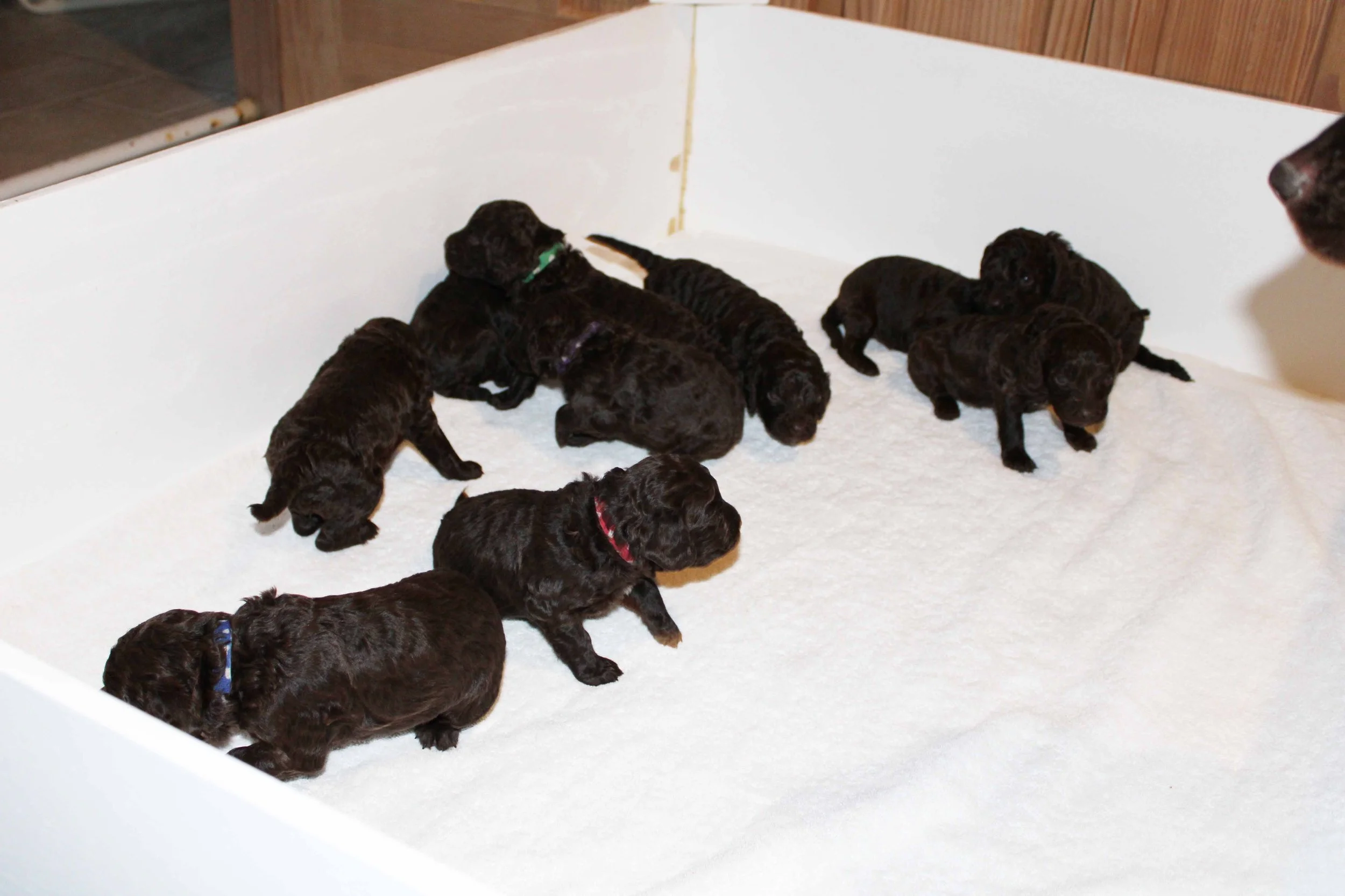 Ro's pups walking around and playing