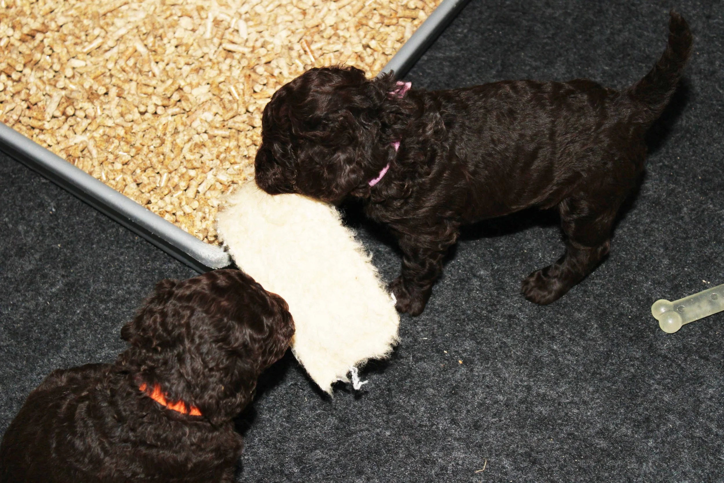 American water Spaniel pups at play