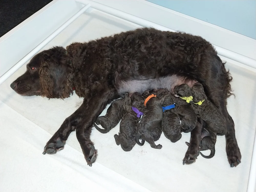 Henry x Ginger 09/23 — Little Brownies Kennel American Water Spaniels