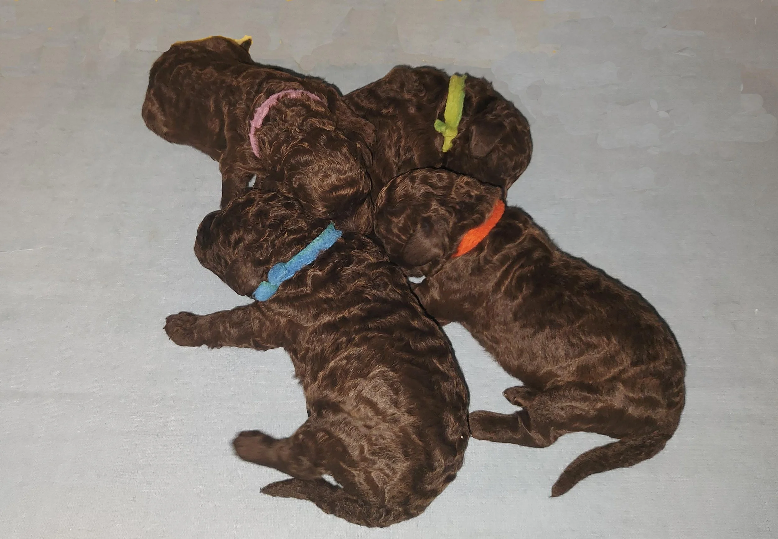 Four pups