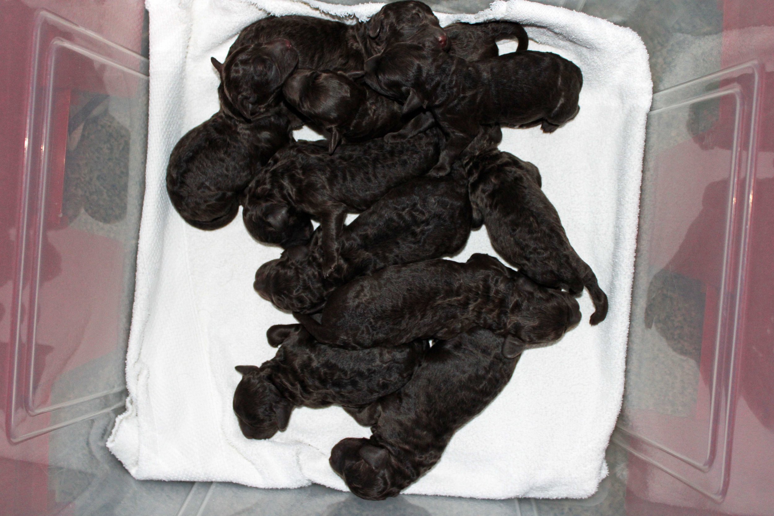 Ten pups in makeshift incubator