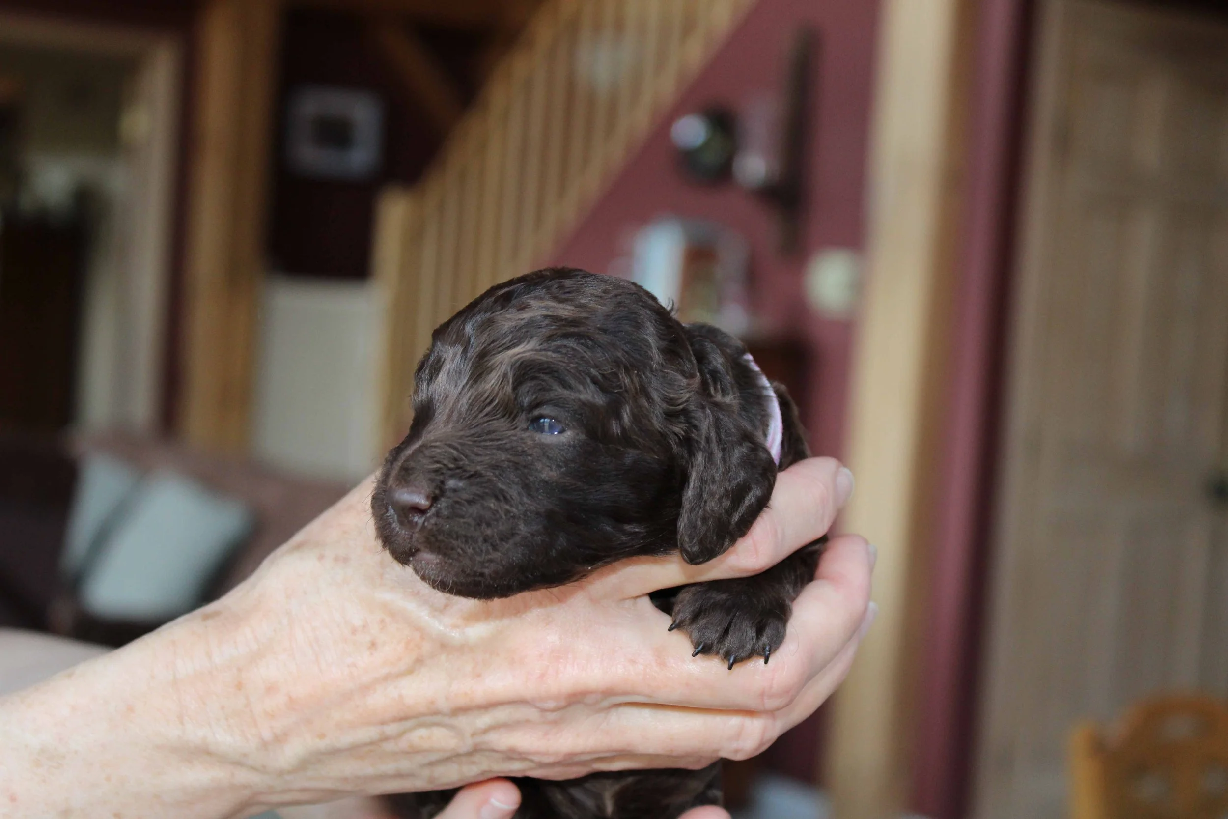 Ro's puppy Adele with eyes open