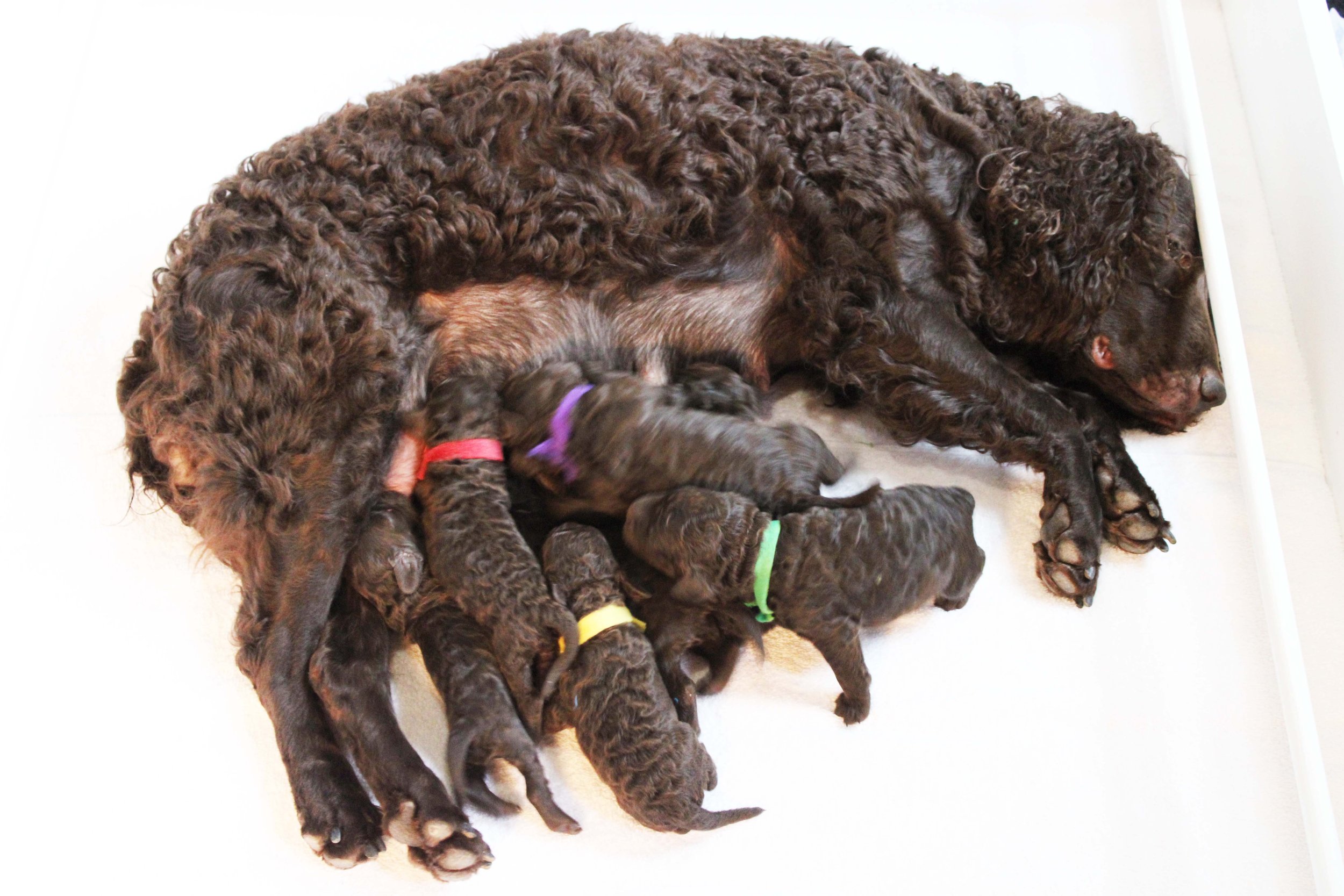 Mom and puppies one week old