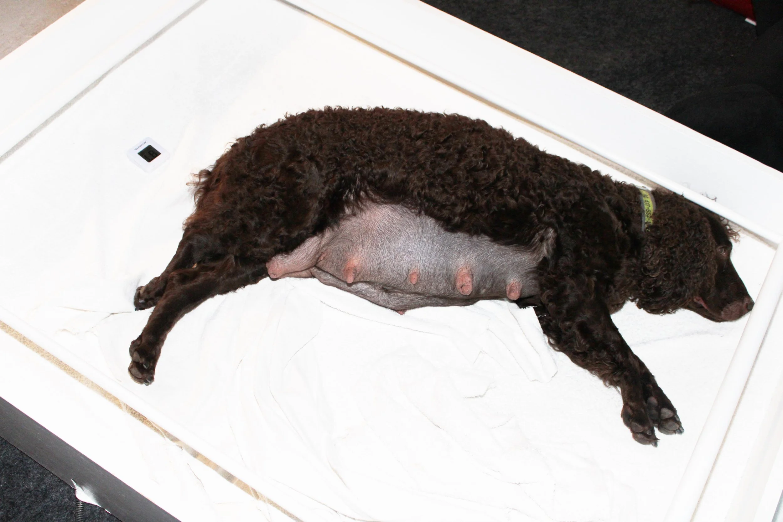 Ro the day before delivery