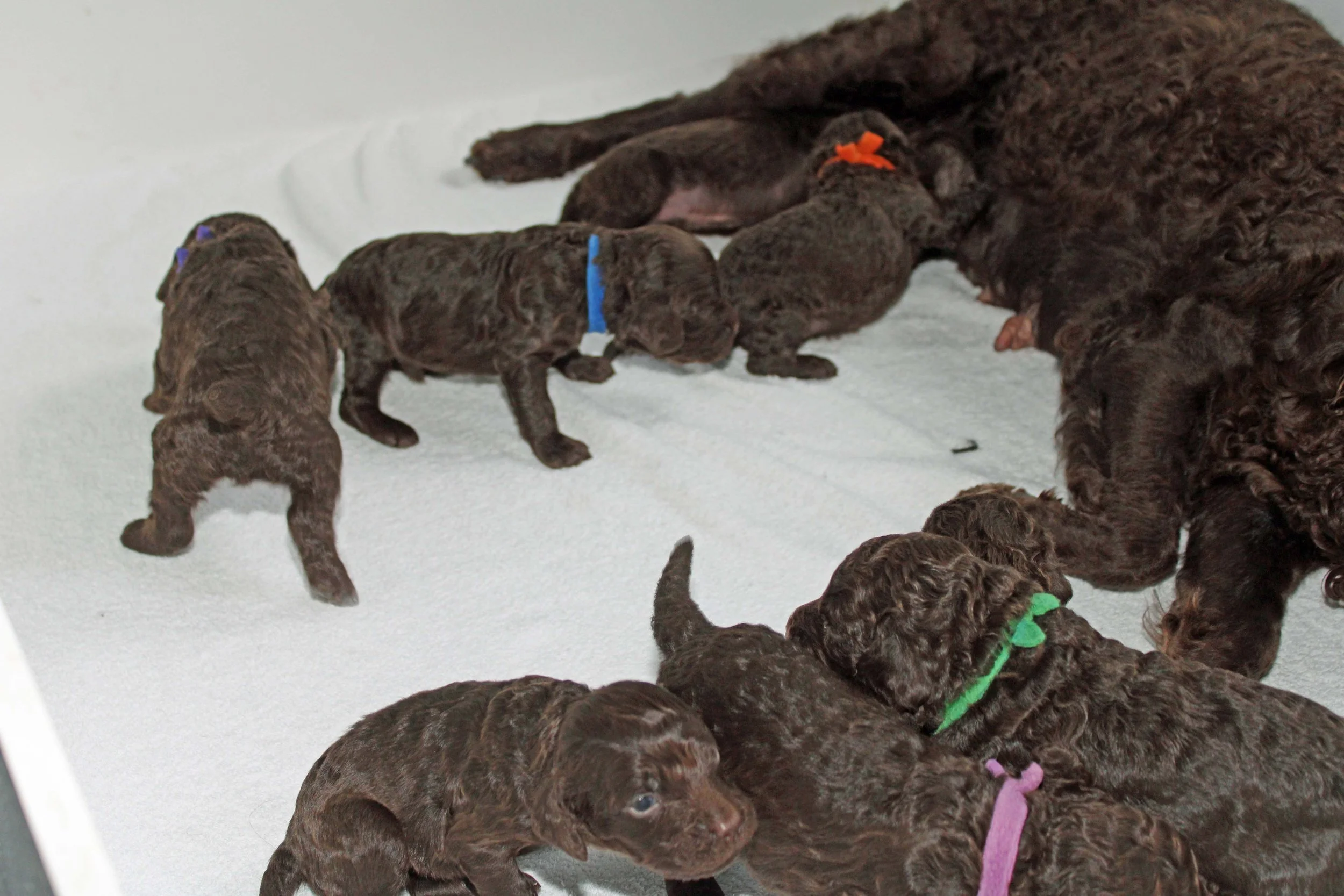 AWS pups learning to walk