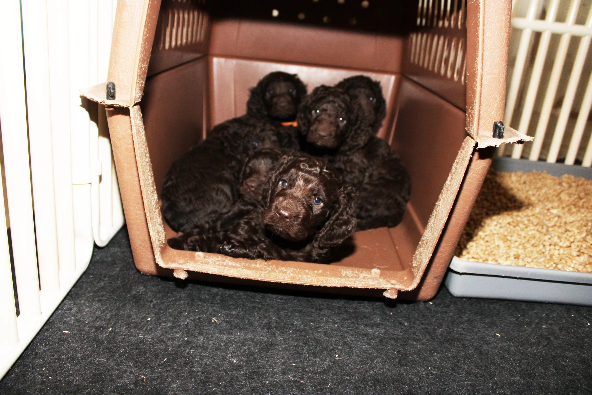 Henry x Ginger 1/23 — Little Brownies Kennel